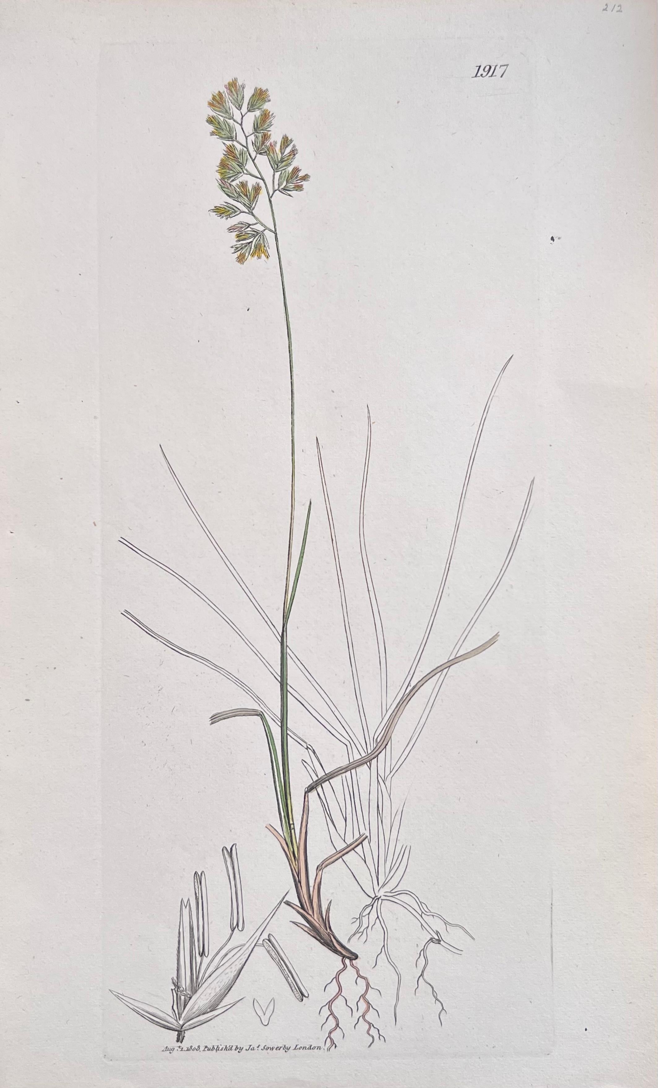 Conjunto de seis estampas/litografías y grabados botánicos coloreados a mano
Publicado por G. Ridgway, S. Curtis, W. Baxter y W. Fitch
Principios de mediados del siglo XIX
Tamaño: imagen: 8,5 x 5,5 pulgadas
Procedencia: colección privada,
