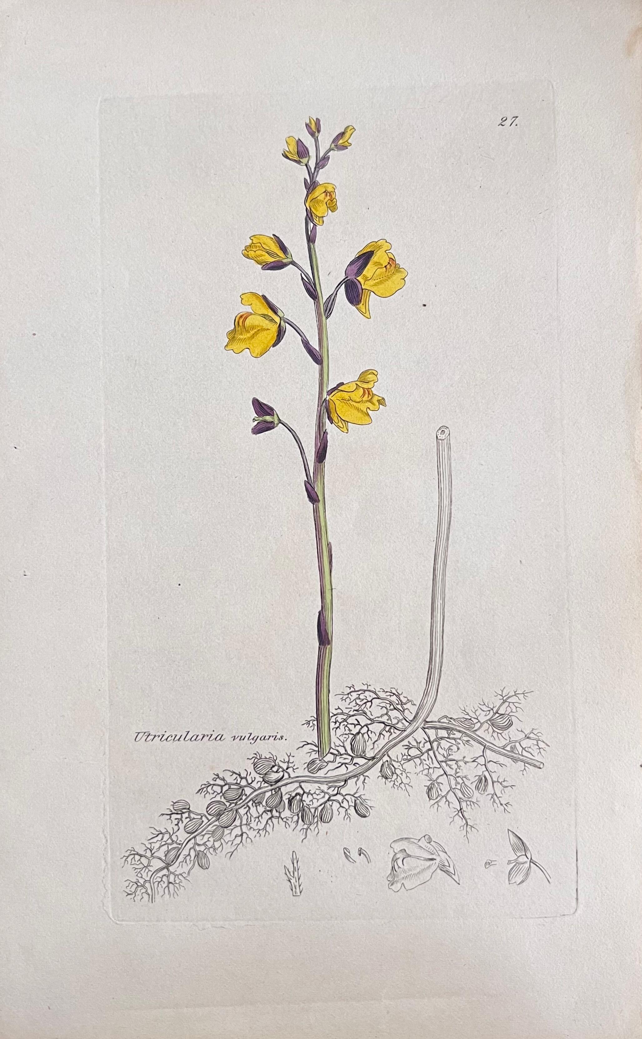 Conjunto de seis estampas/litografías y grabados botánicos coloreados a mano
Publicado por G. Ridgway, S. Curtis, W. Baxter y W. Fitch
Principios de mediados del siglo XIX
Tamaño: imagen: 8,5 x 5,5 pulgadas
Procedencia: colección privada,