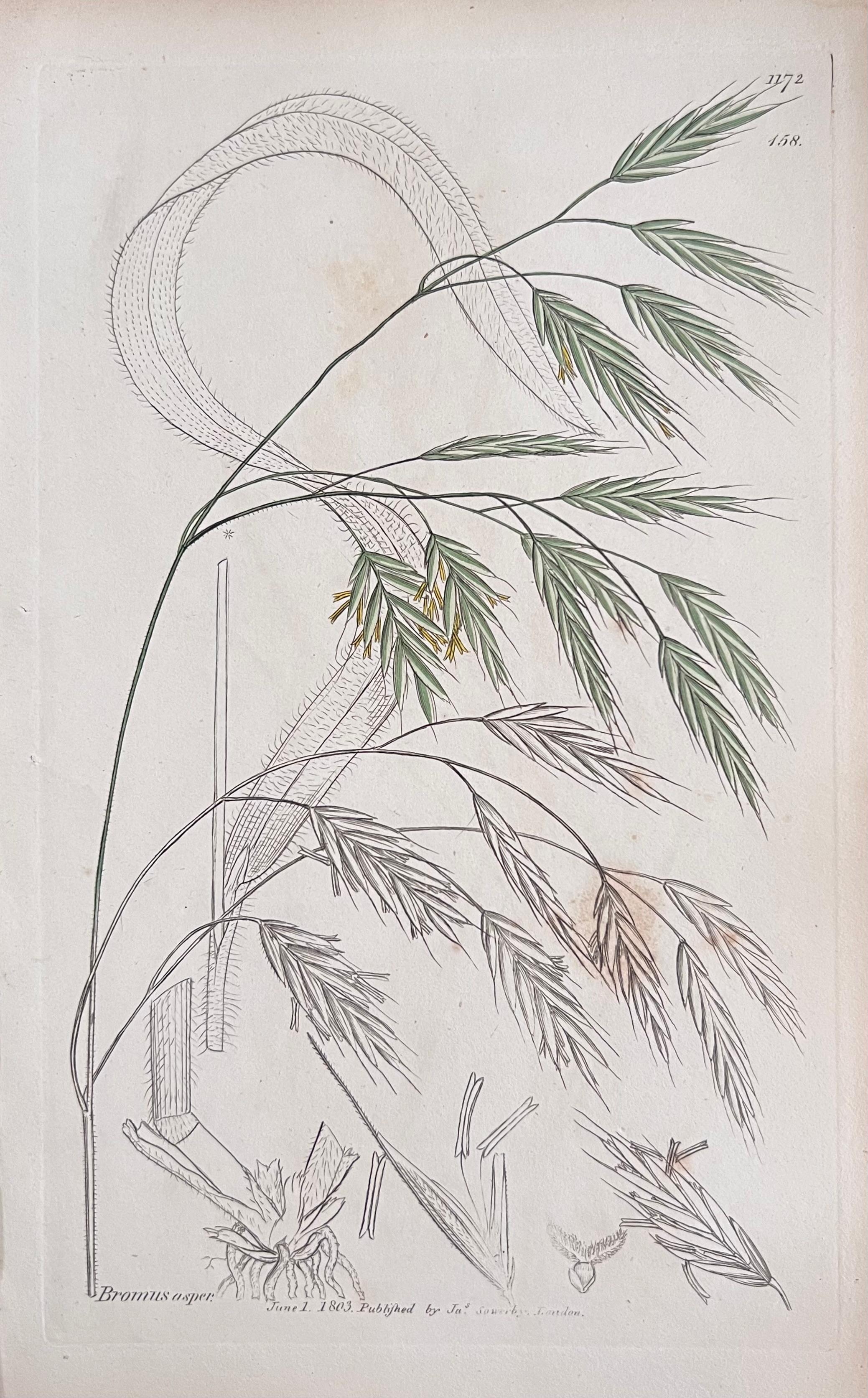 Conjunto de seis finos grabados botánicos británicos antiguos coloreados a mano, alrededor de 1900 en venta 2
