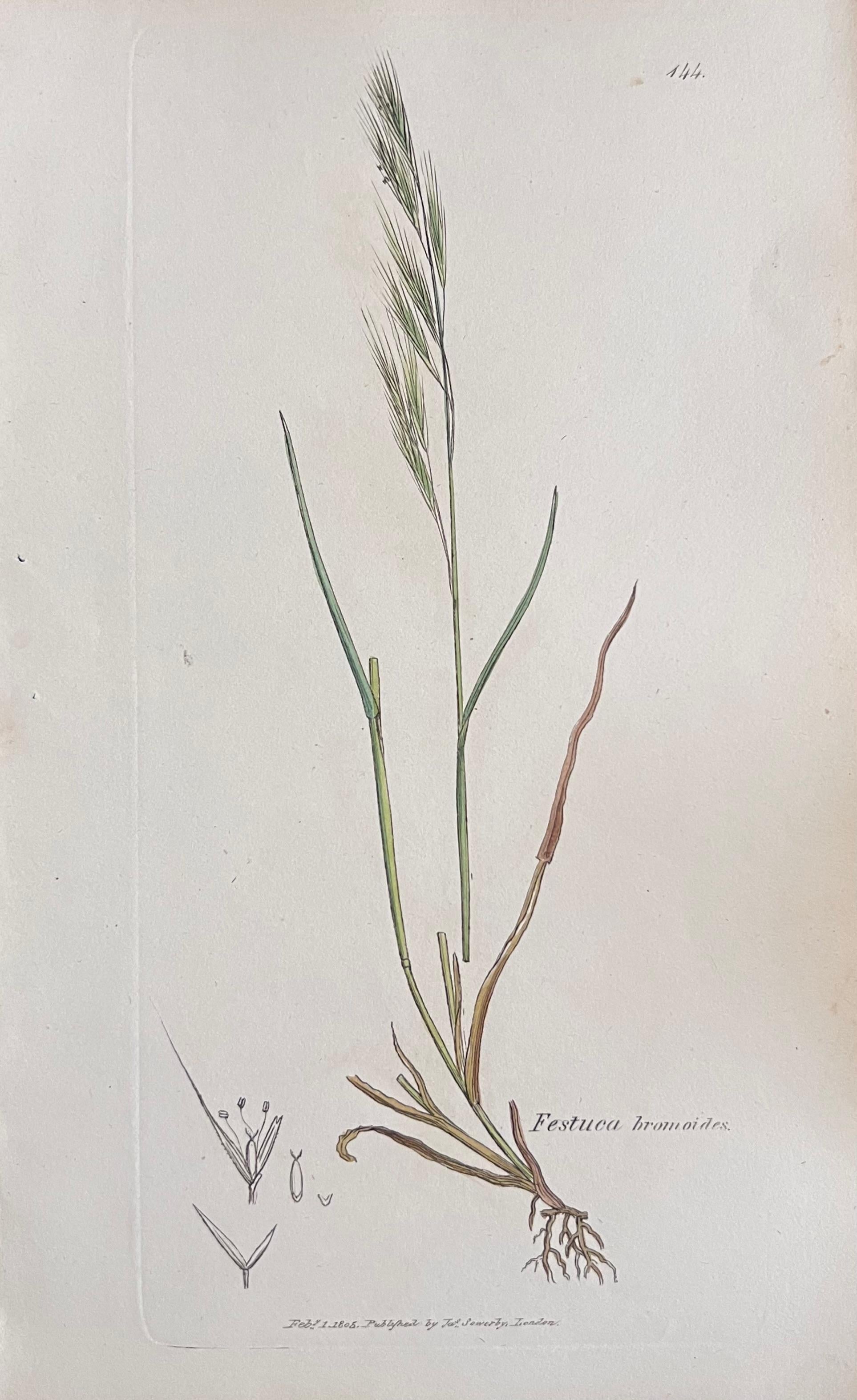 Conjunto de seis estampas/litografías y grabados botánicos coloreados a mano
Publicado por G. Ridgway, S. Curtis, W. Baxter y W. Fitch
Principios de mediados del siglo XIX
Tamaño: imagen: 8,5 x 5,5 pulgadas
Procedencia: colección privada,
