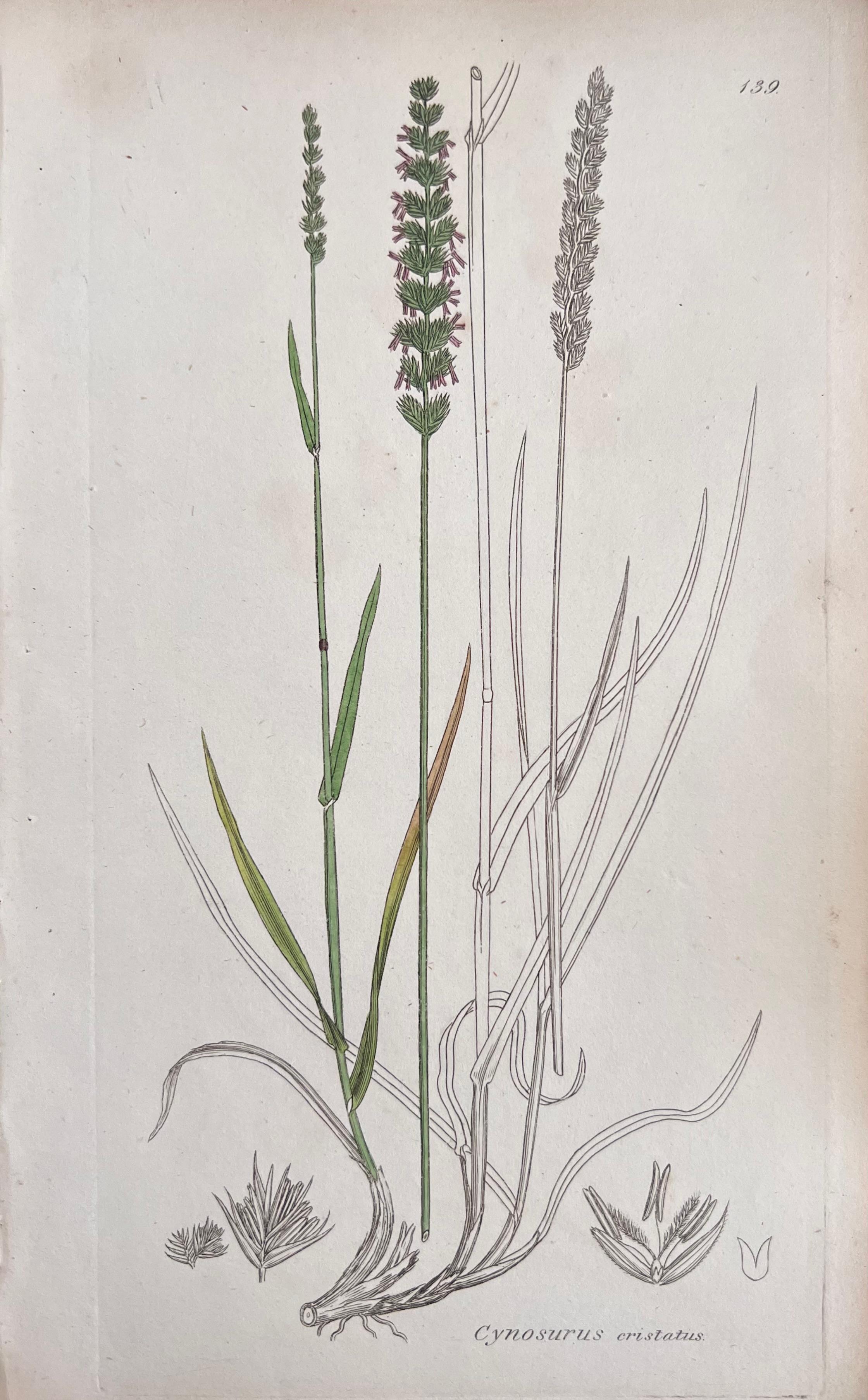 Conjunto de seis finos grabados botánicos británicos antiguos coloreados a mano, alrededor de 1900 en venta 2