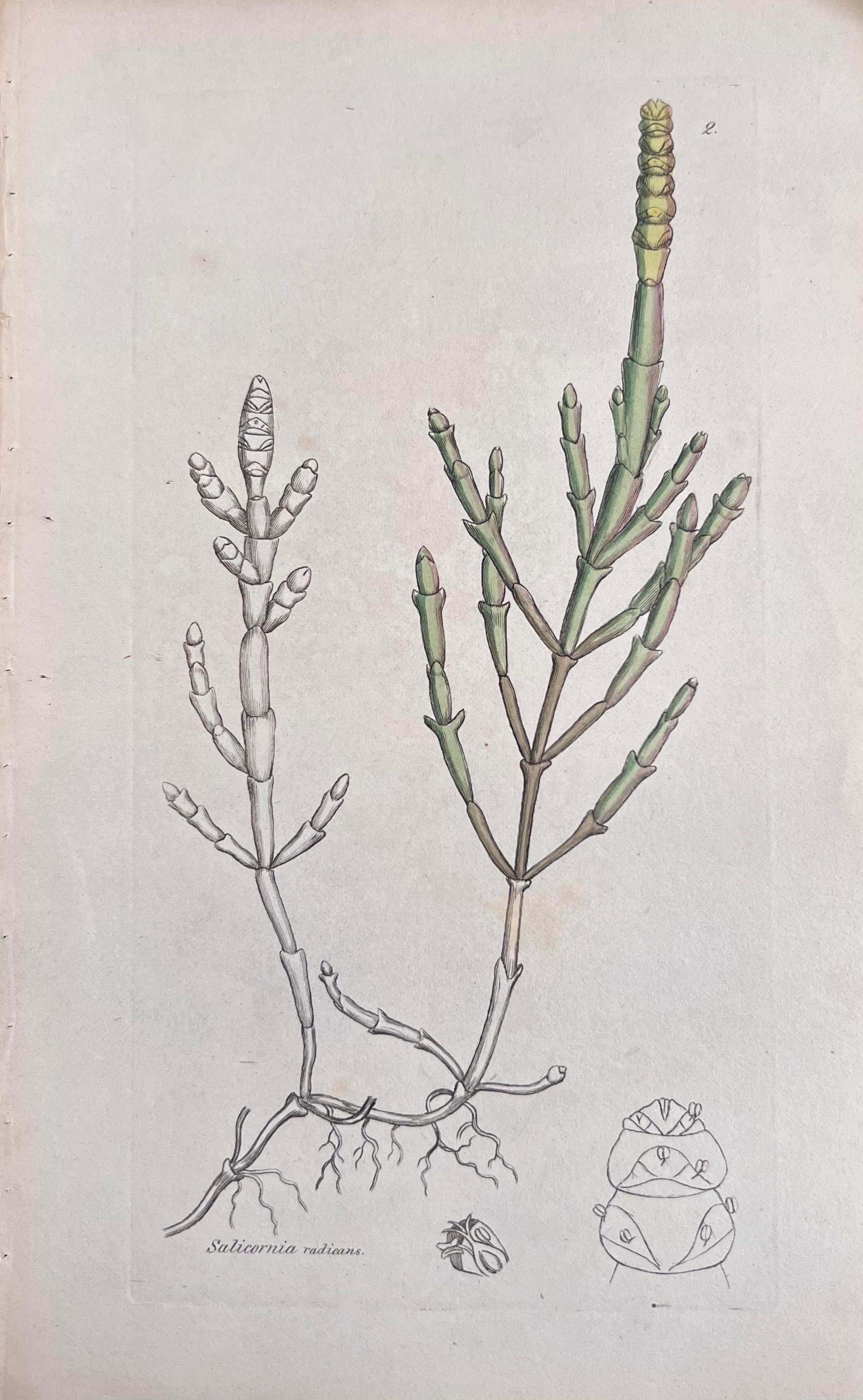 Conjunto de seis estampas/litografías y grabados botánicos coloreados a mano
Publicado por G. Ridgway, S. Curtis, W. Baxter y W. Fitch
Principios de mediados del siglo XIX
Tamaño: imagen: 8,5 x 5,5 pulgadas
Procedencia: colección privada,
