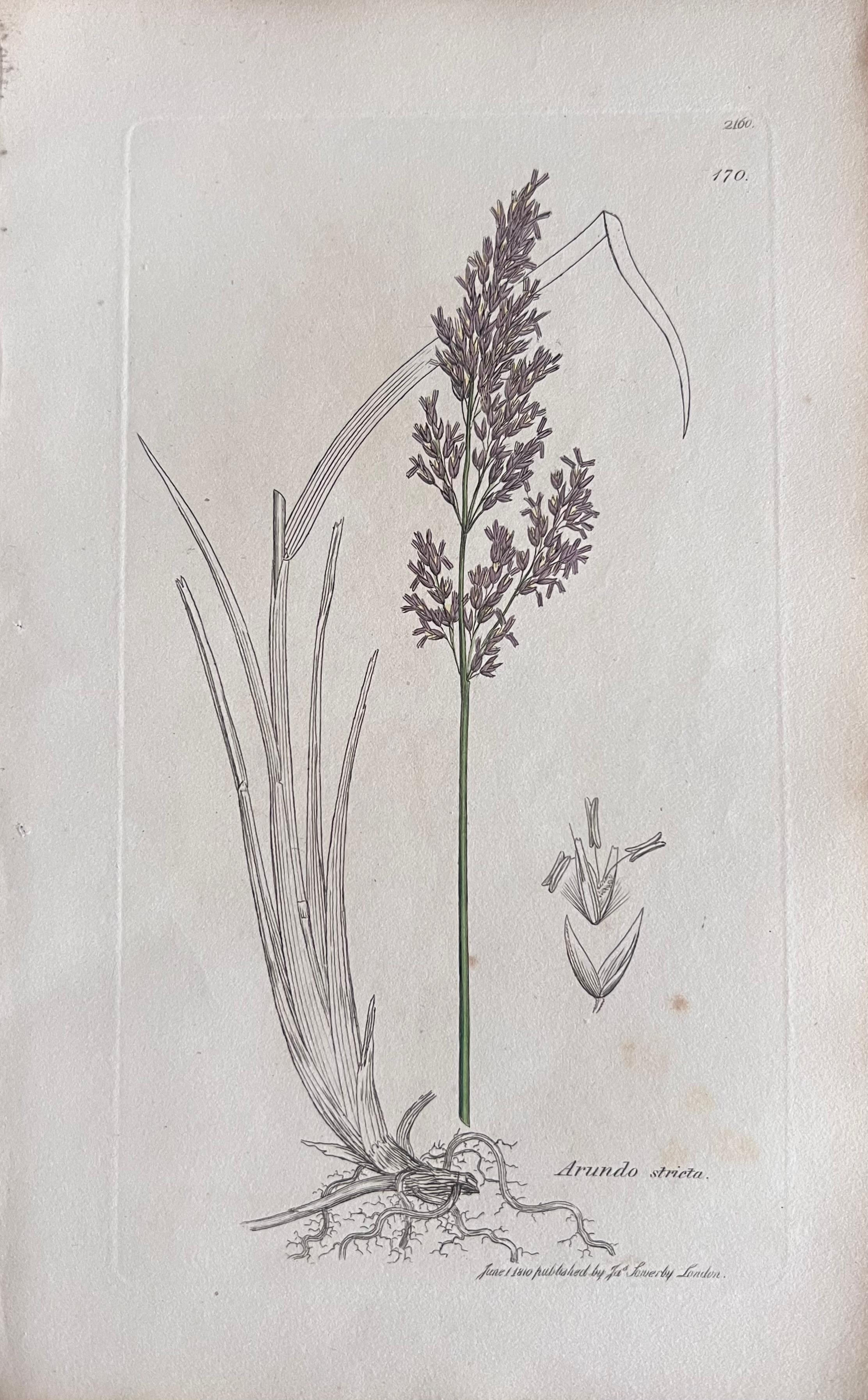 Set of Six Fine Antique British Hand Coloured Botanical Prints, circa 1900's en vente 2