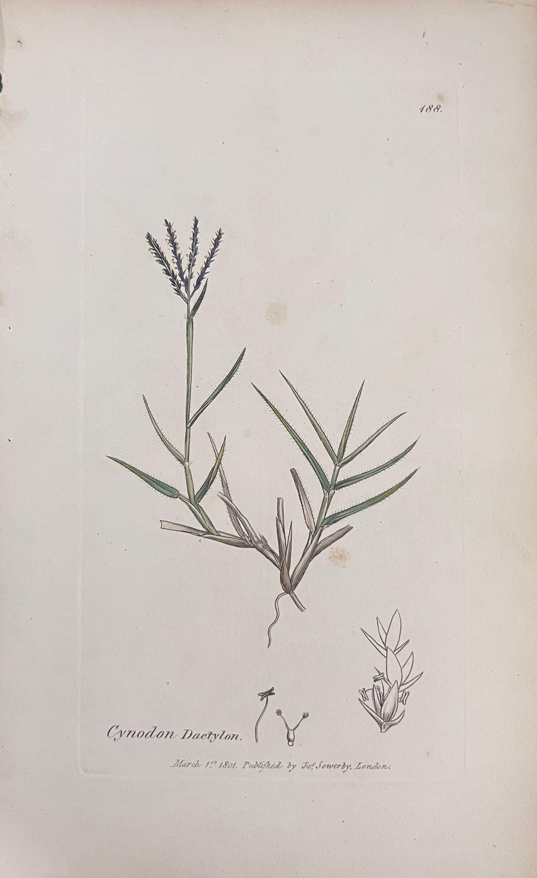 Set of Six Fine Antique British Hand Coloured Botanical Prints, circa 1900's en vente 2