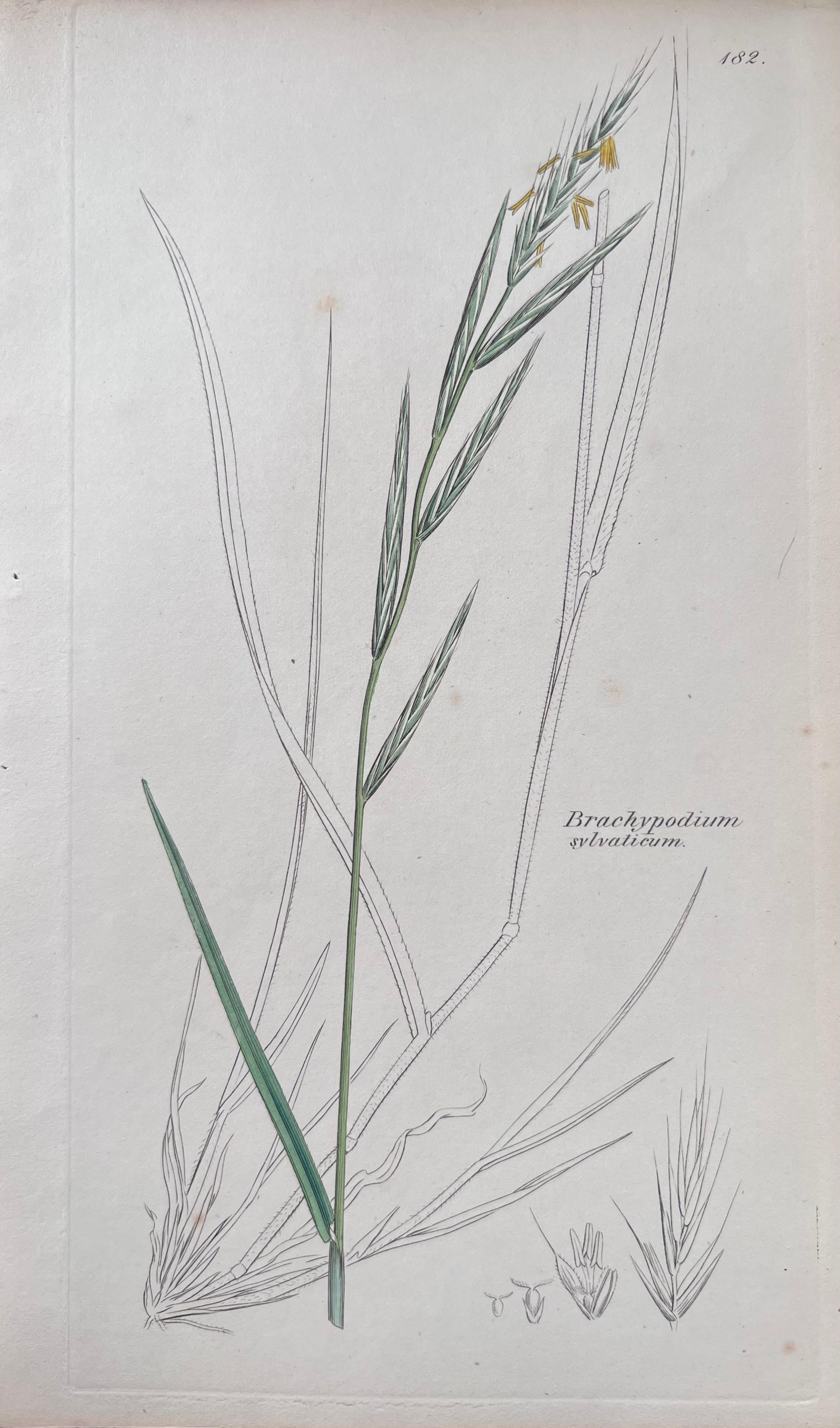 Set of Six Hand Coloured Botanical Prints/Lithographs and Engravings
Published by G. Ridgway, S. Curtis, W. Baxter and W. Fitch
Early Mid 19th Century
Size: image: 8.5 x 5.5 inches
Provenance: private collection, London.
Condition: The botanicals