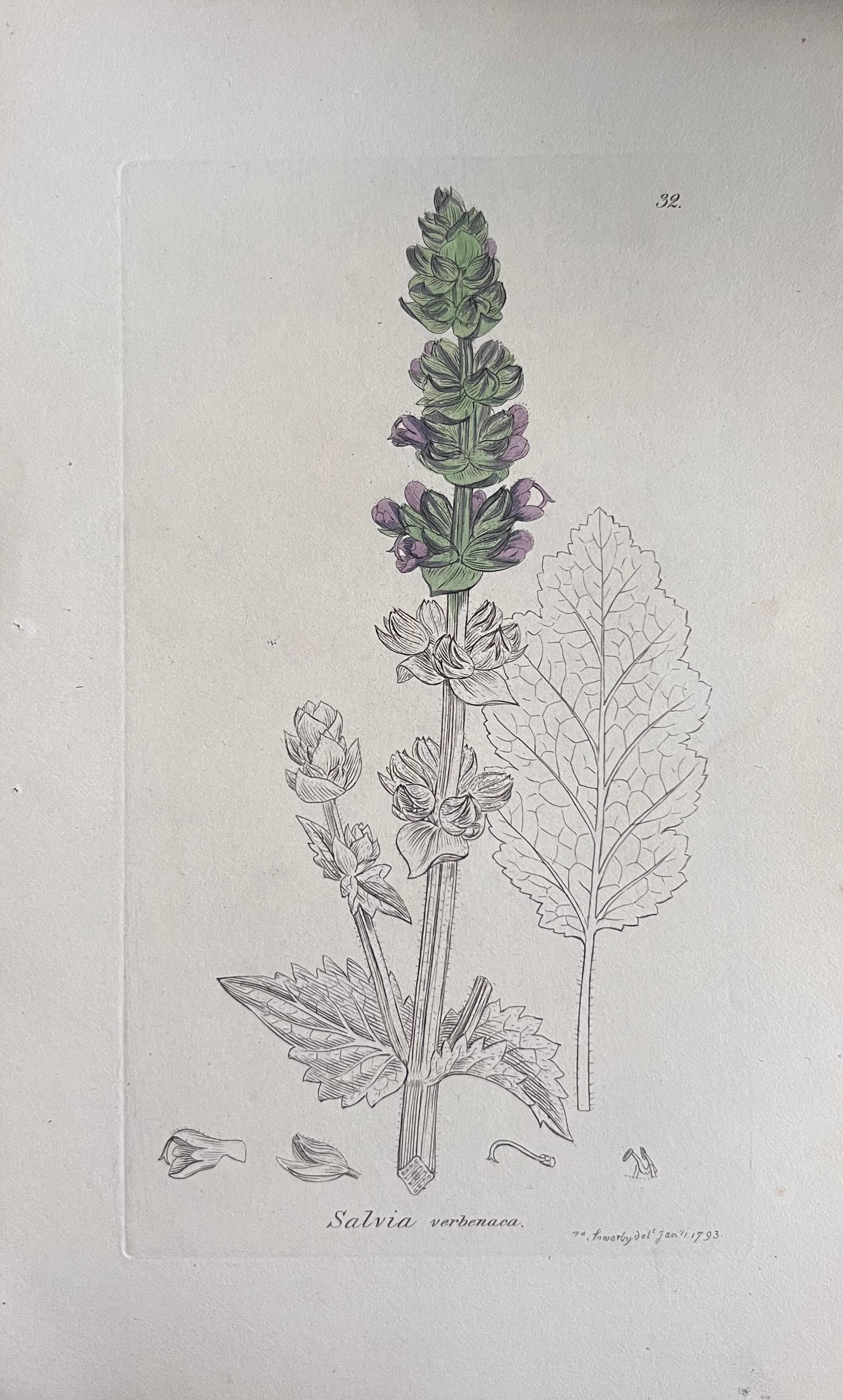 Set of Six Fine Antique British Hand Coloured Botanical Prints, circa 1900's For Sale 2