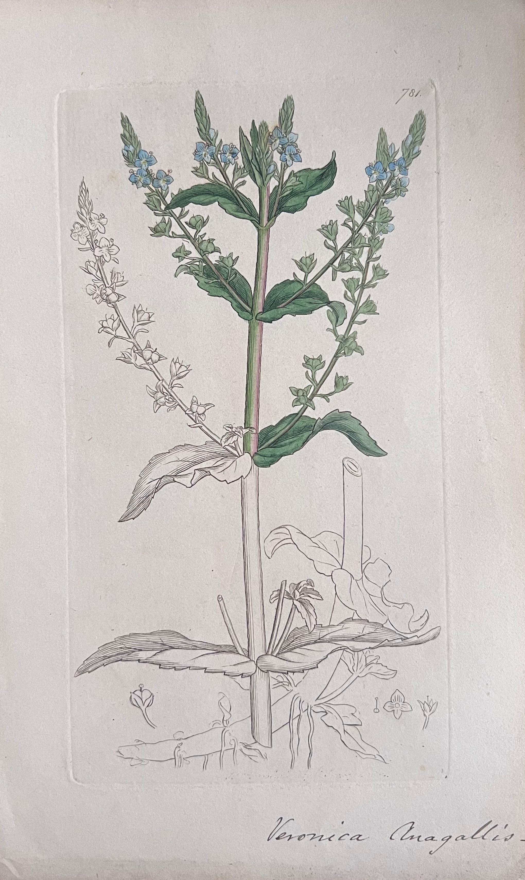 Set of Six Fine Antique British Hand Coloured Botanical Prints, circa 1900's For Sale 2