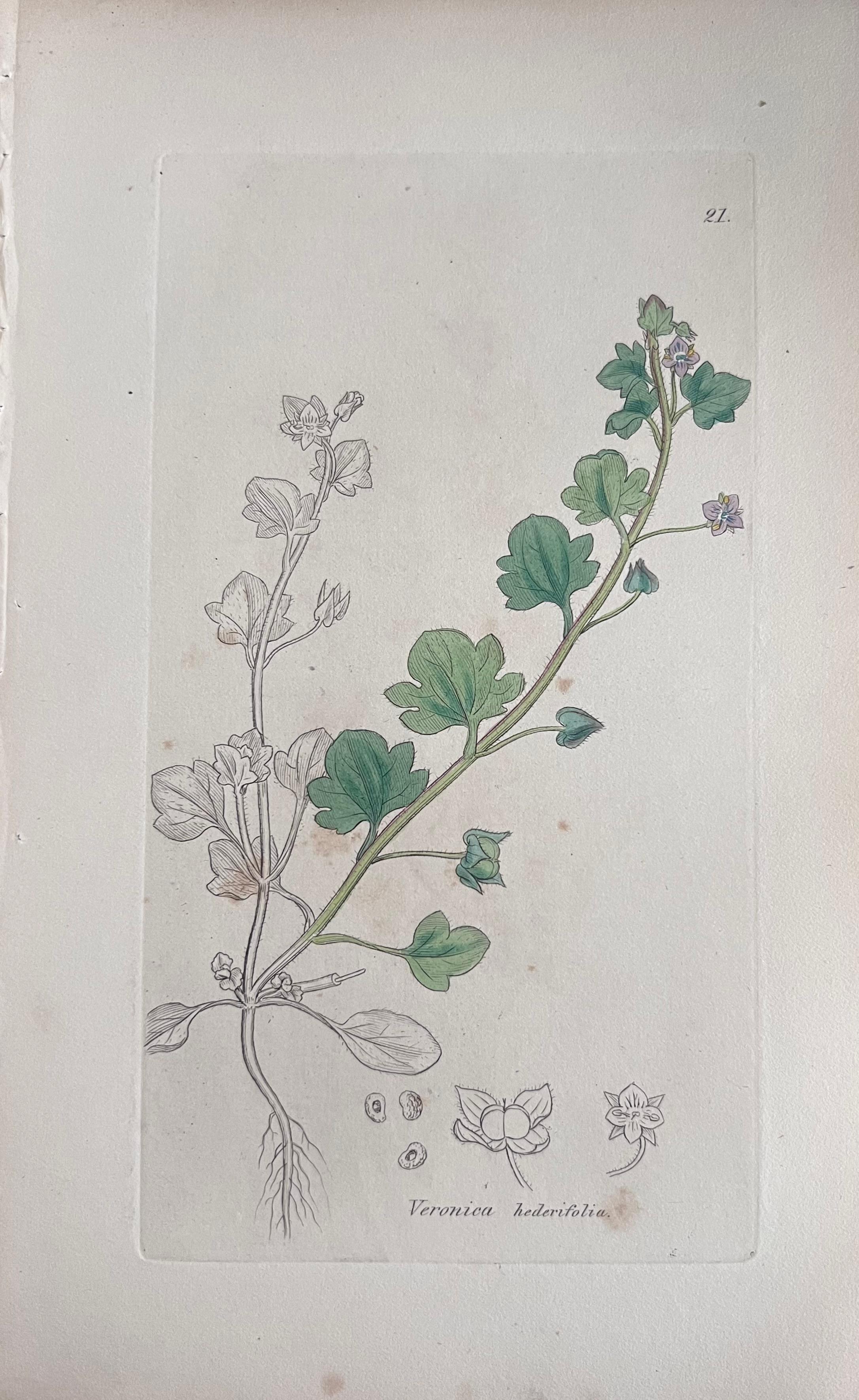 Set of Six Fine Antique British Hand Coloured Botanical Prints, circa 1900's For Sale 2