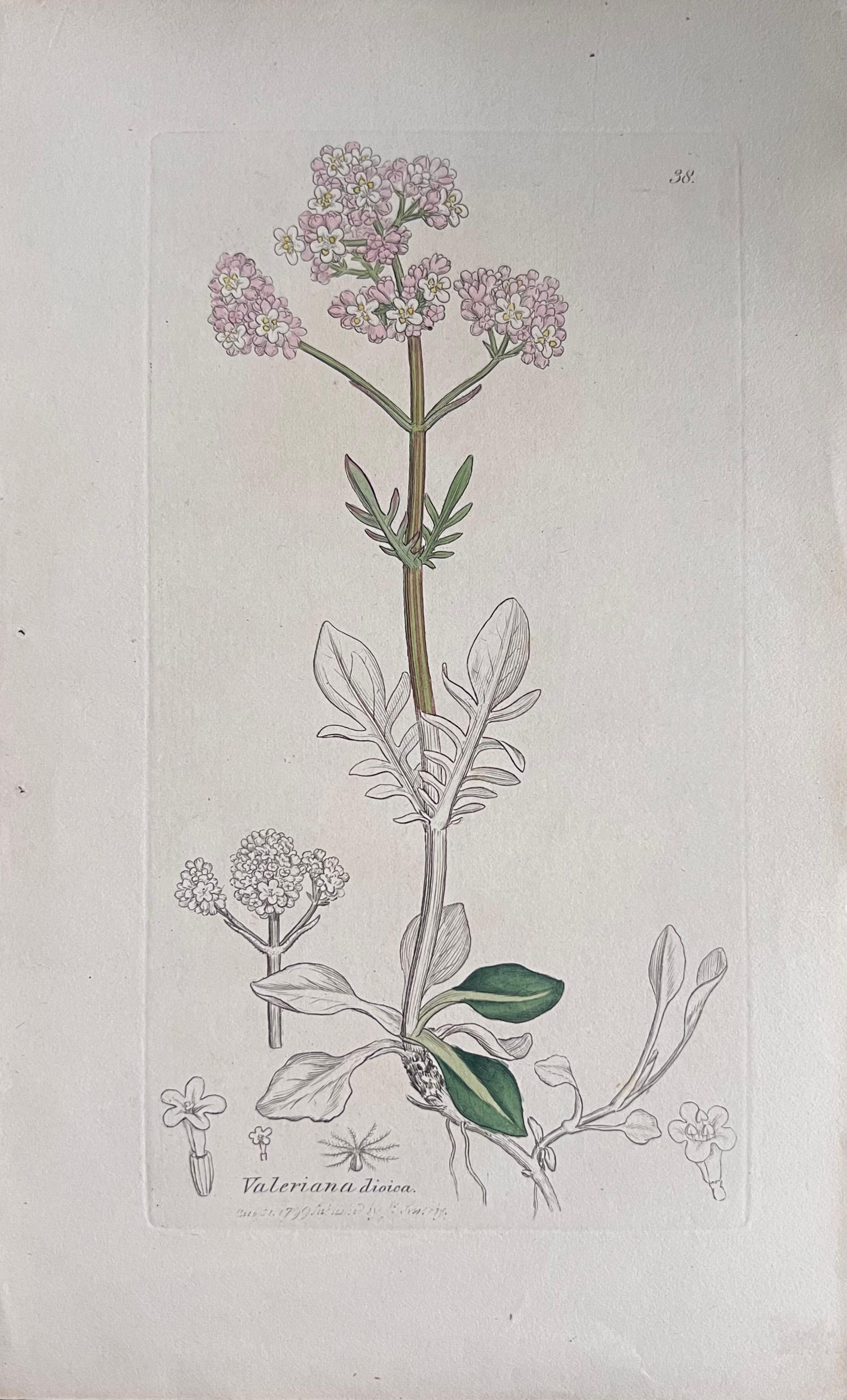 Set of Six Fine Antique British Hand Coloured Botanical Prints, circa 1900's For Sale 2