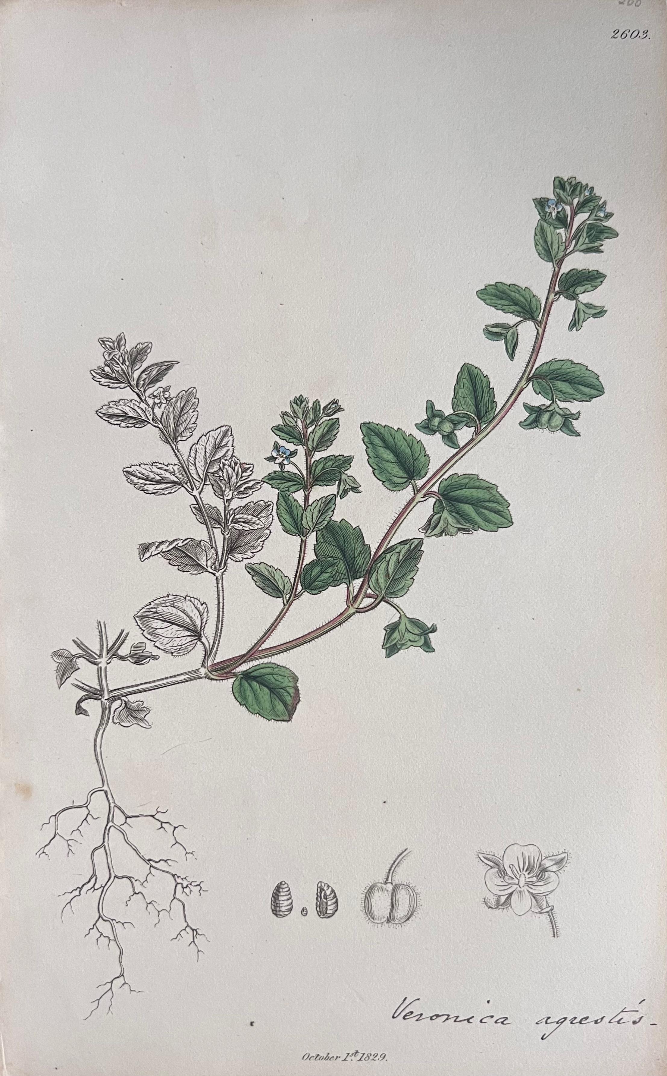 Set of Six Fine Antique British Hand Coloured Botanical Prints, circa 1900's For Sale 2