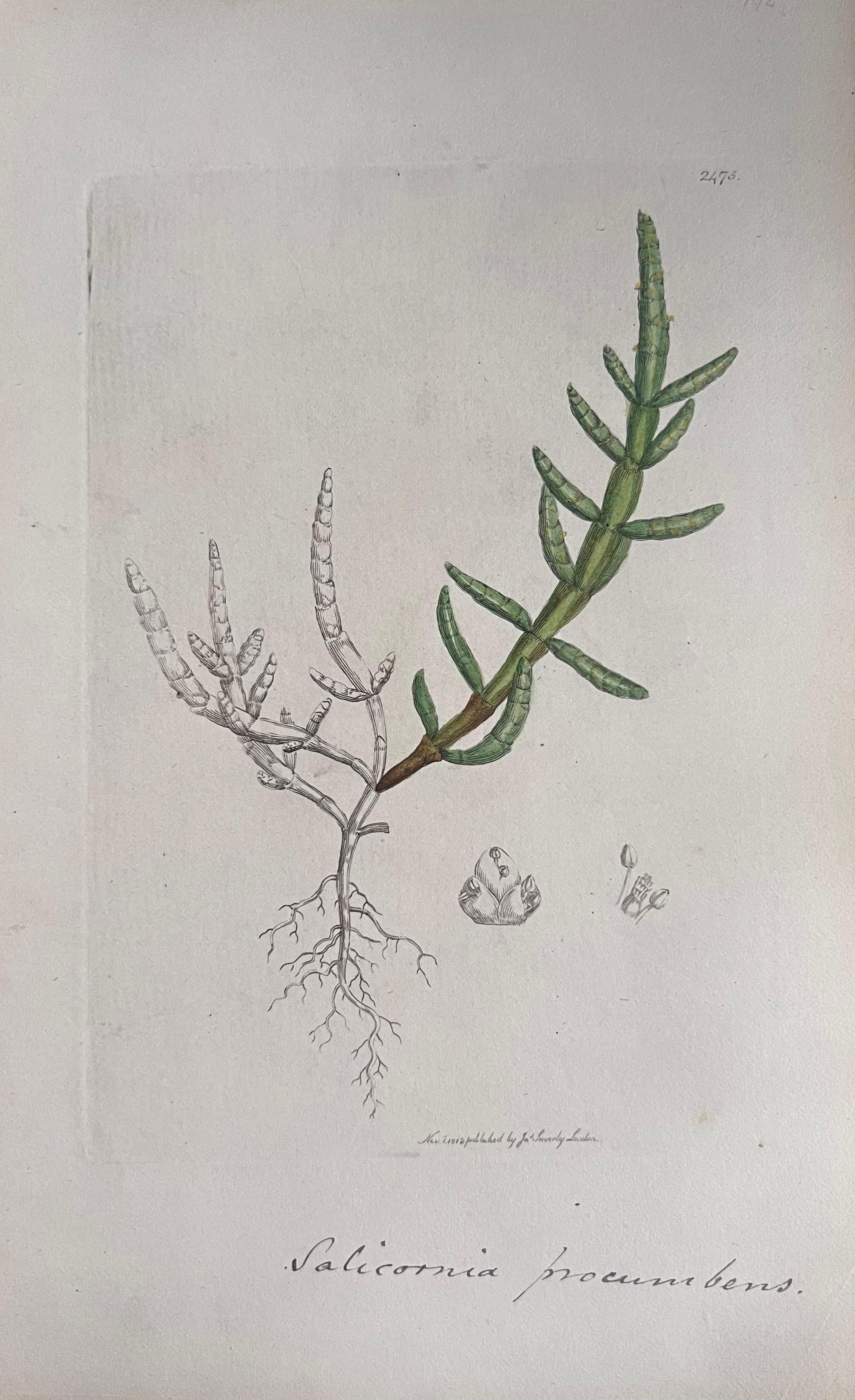 Set of Six Fine Antique British Hand Coloured Botanical Prints, circa 1900's For Sale 2