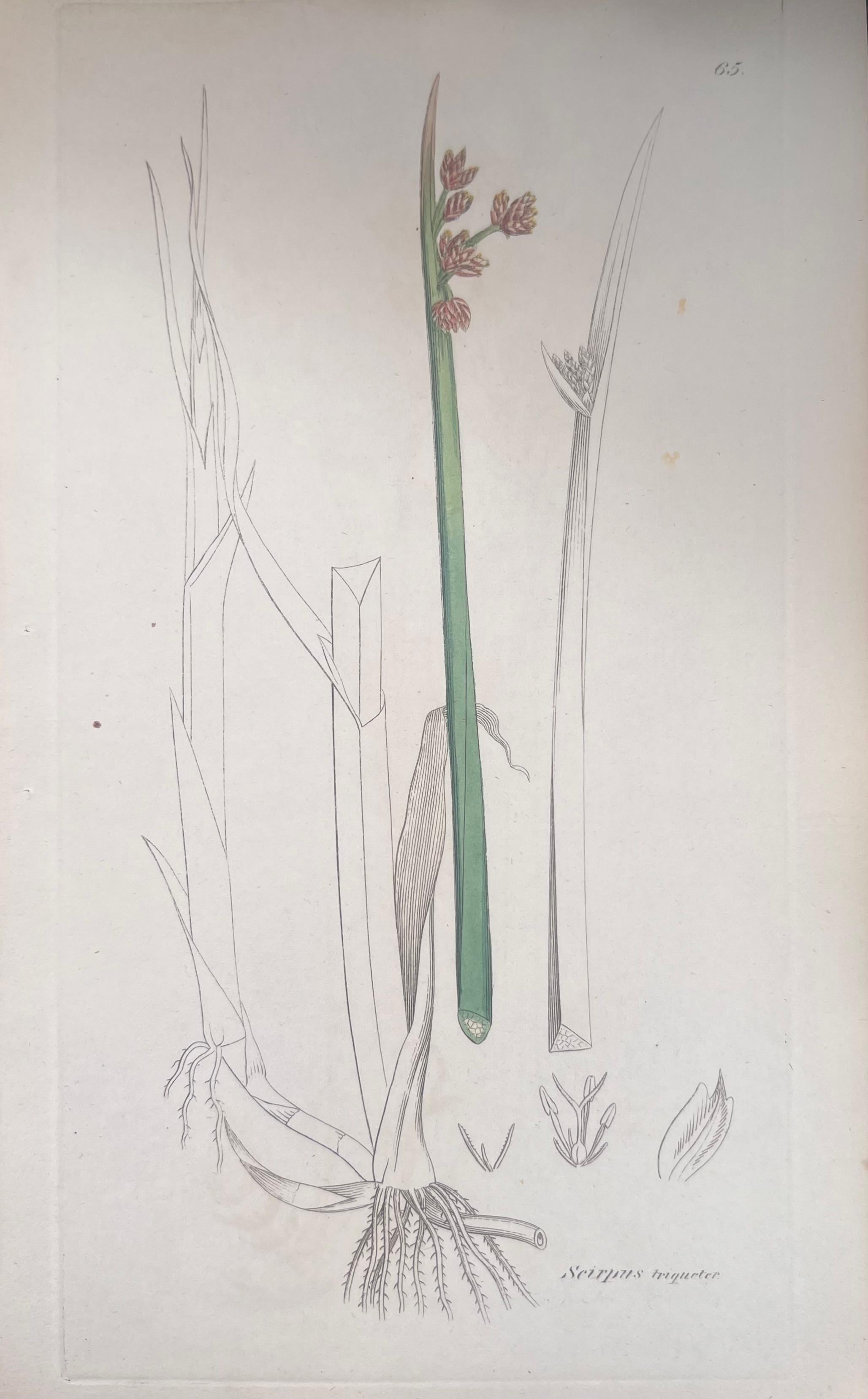 Set of Six Fine Antique British Hand Coloured Botanical Prints, circa 1900's For Sale 2