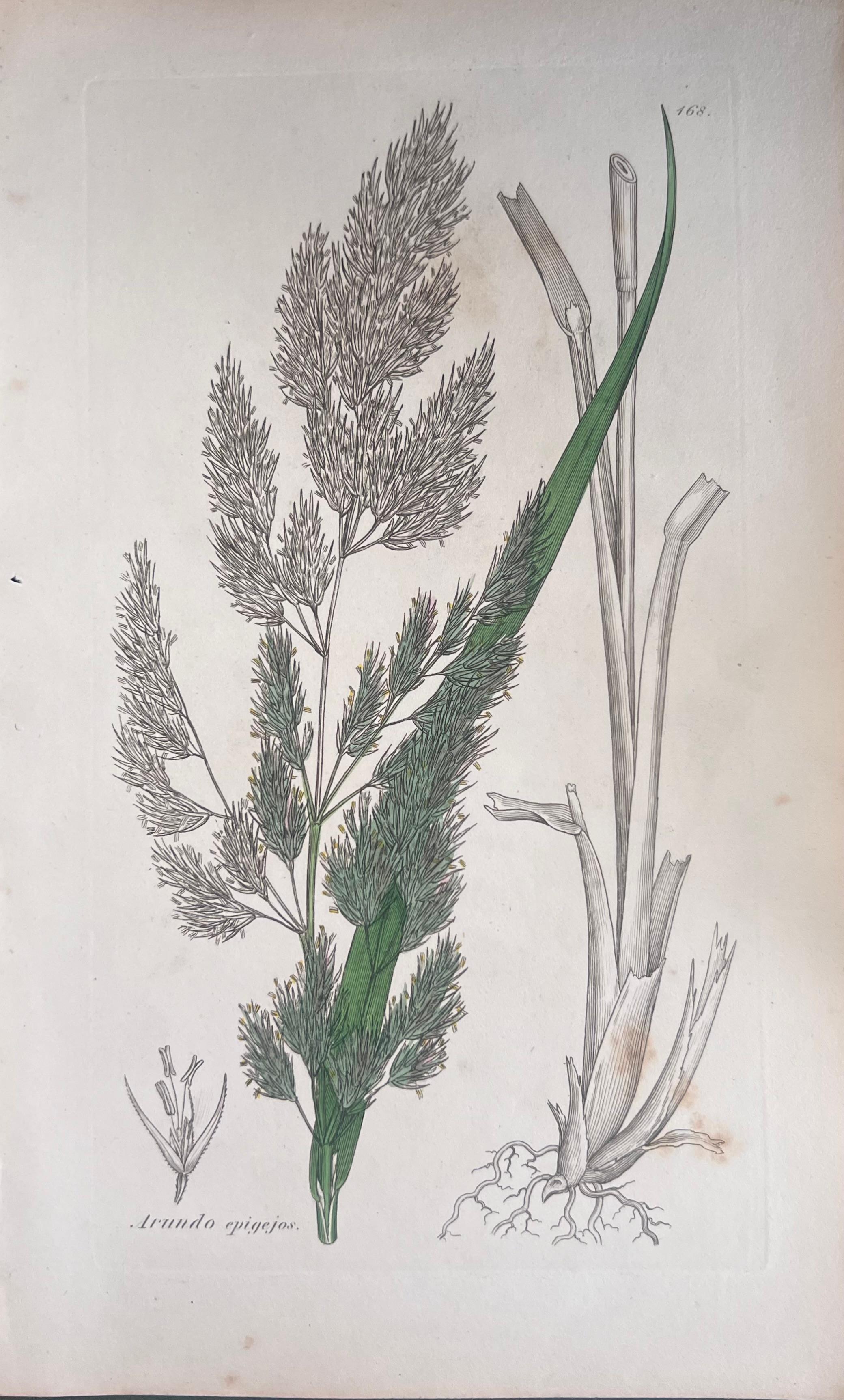 Set of Six Fine Antique British Hand Coloured Botanical Prints, circa 1900's For Sale 2