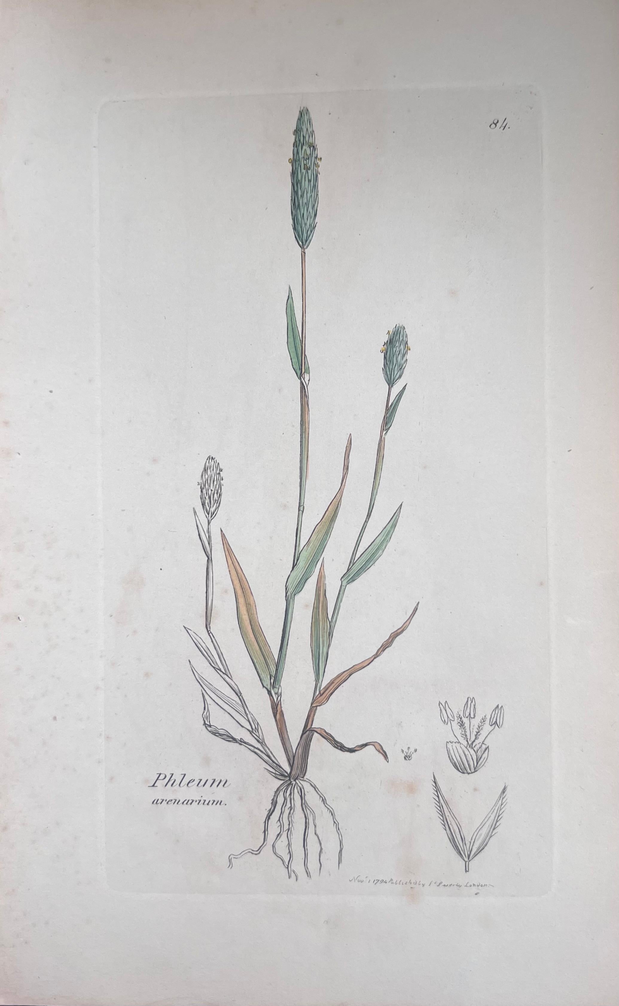Set of Six Fine Antique British Hand Coloured Botanical Prints, circa 1900's For Sale 2