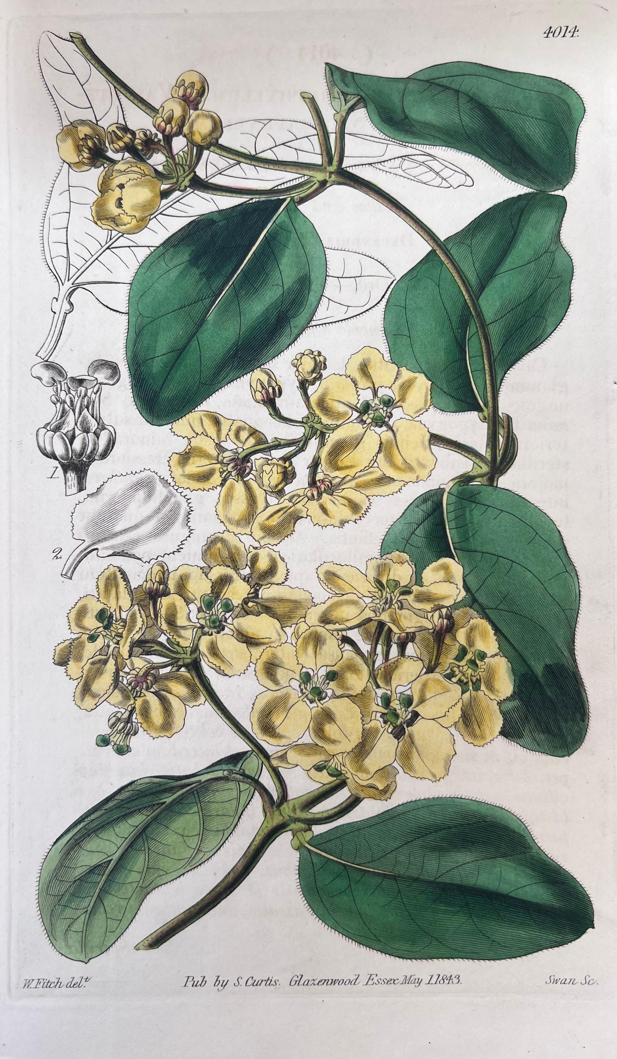 Set of Six Fine Antique British Hand Coloured Botanical Prints, circa 1900's For Sale 2