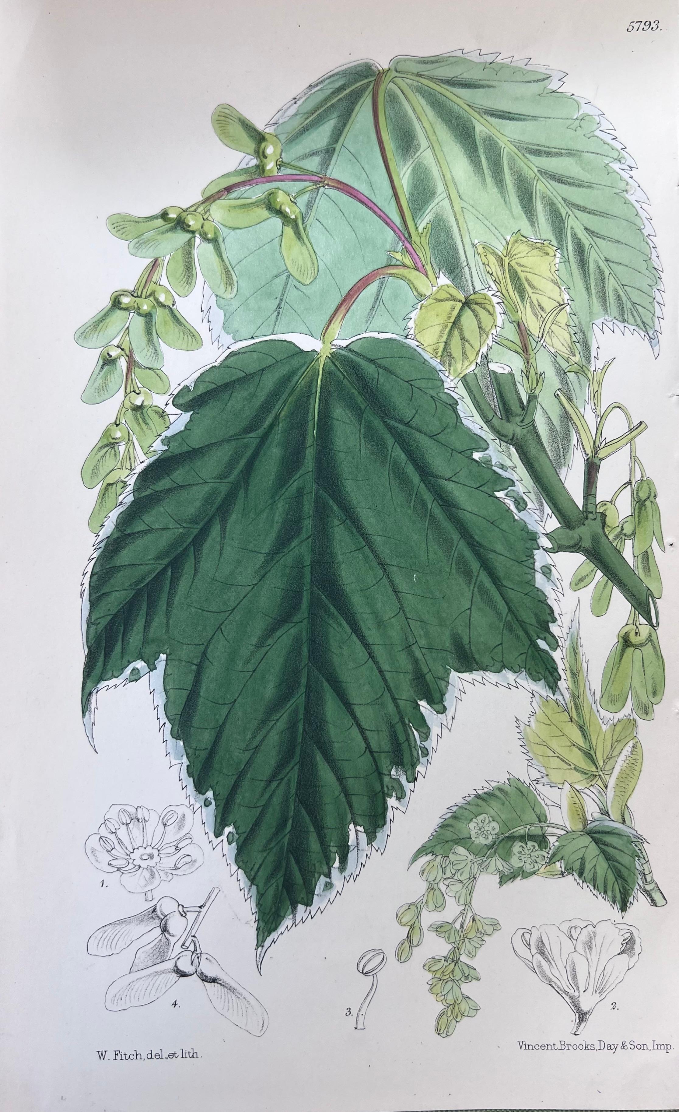 Set of Six Fine Antique British Hand Coloured Botanical Prints, circa 1900's For Sale 2