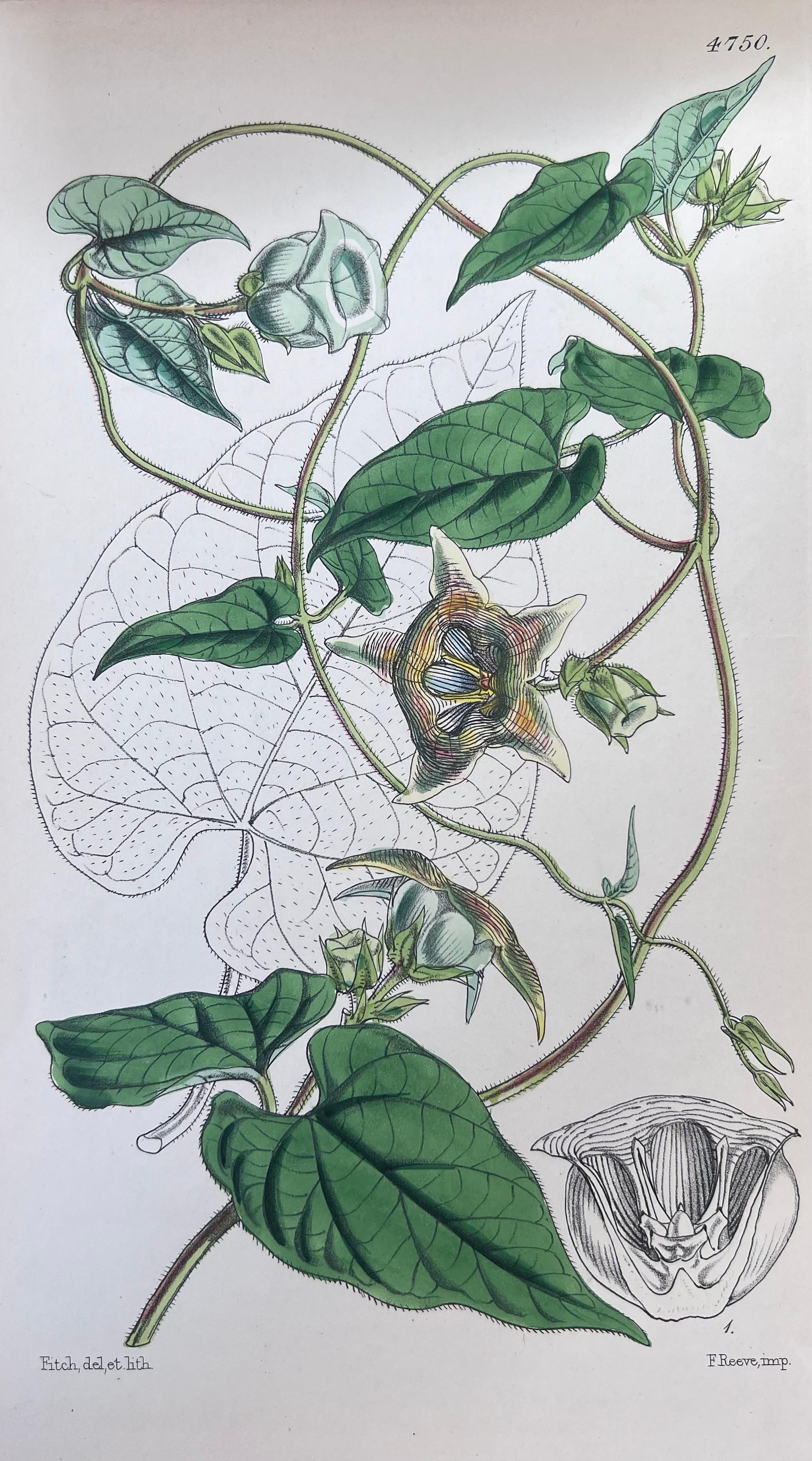 Set of Six Fine Antique British Hand Coloured Botanical Prints, circa 1900's For Sale 2