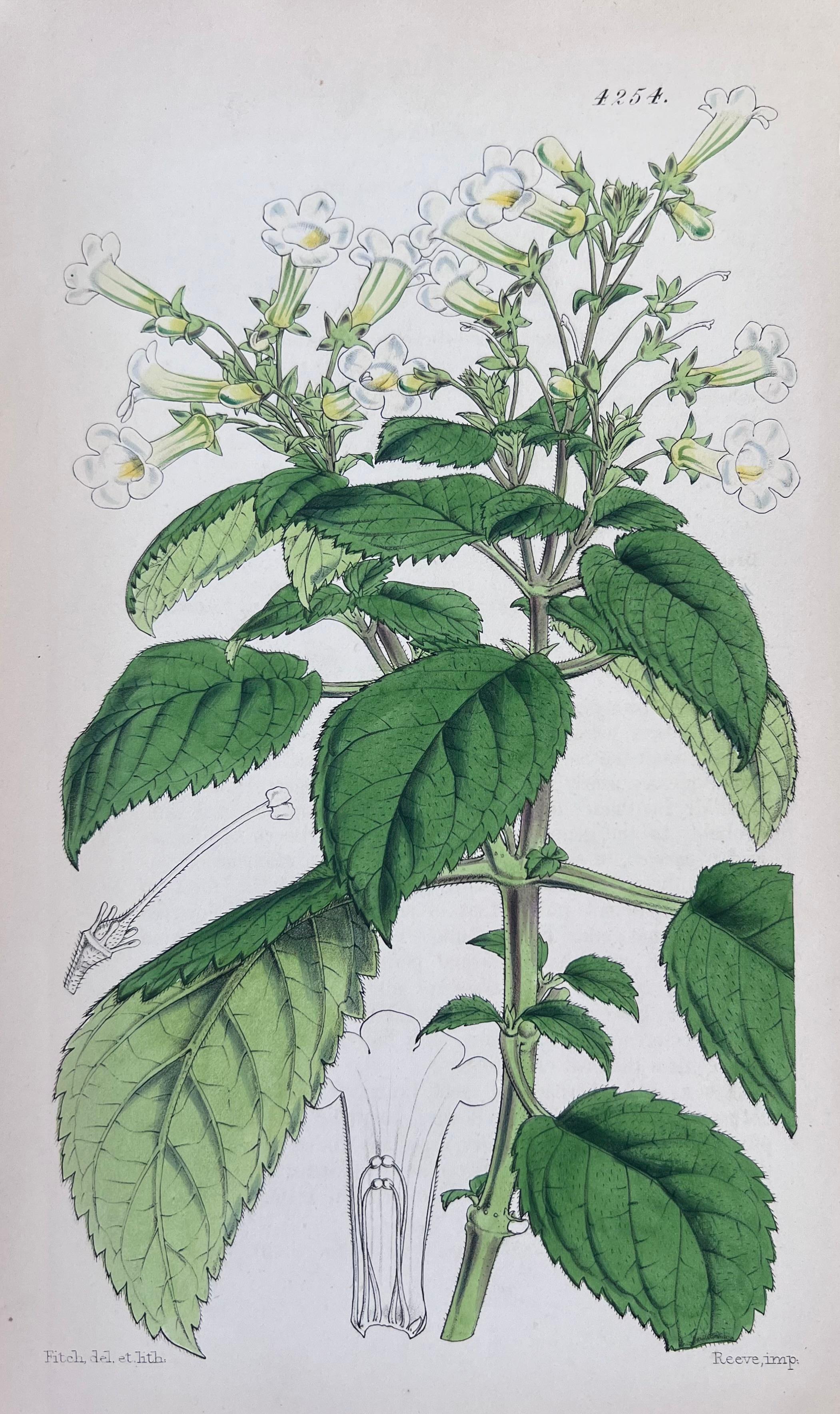 Set of Six Fine Antique British Hand Coloured Botanical Prints, circa 1900's For Sale 2