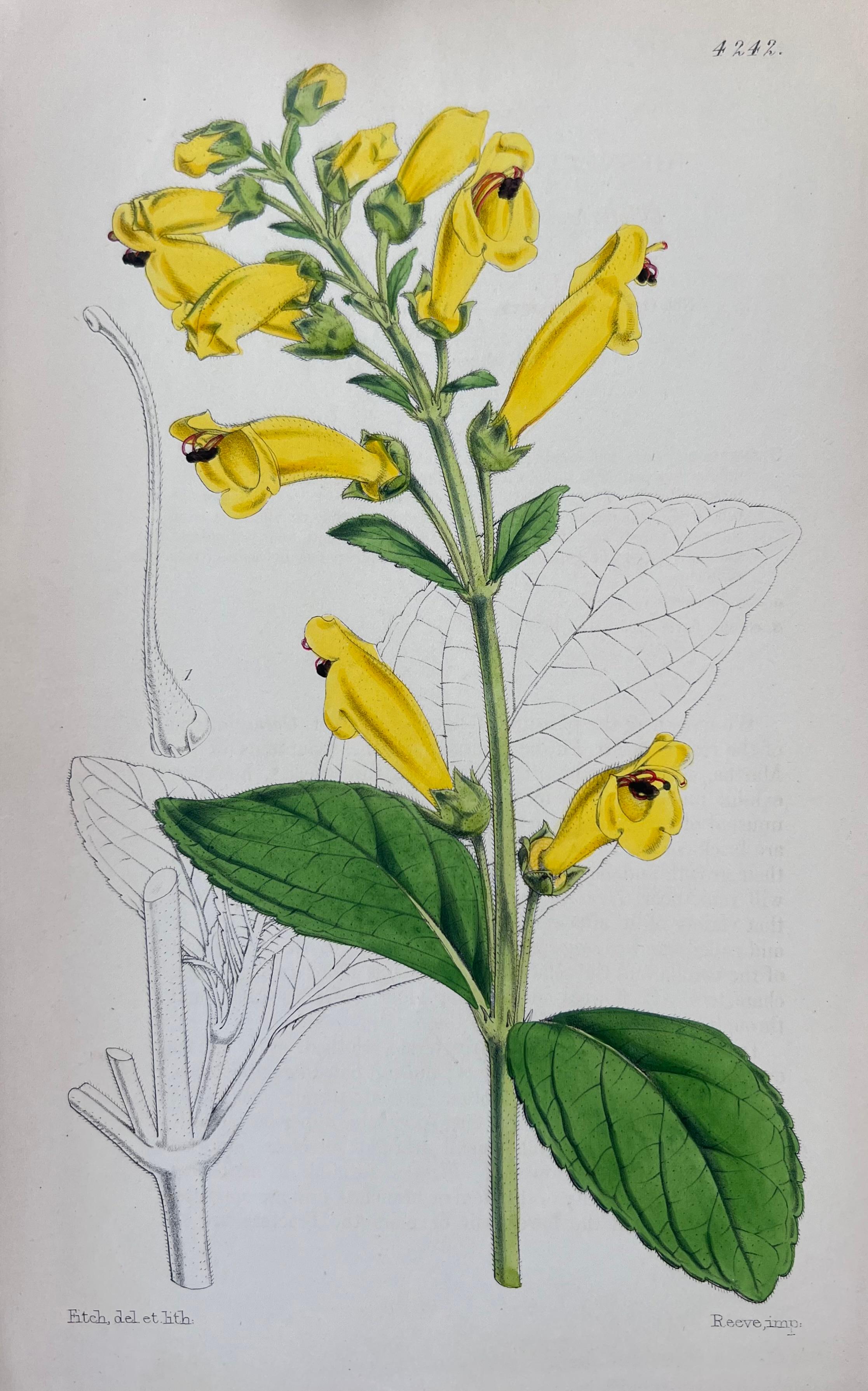 Set of Six Fine Antique British Hand Coloured Botanical Prints, circa 1900's For Sale 2