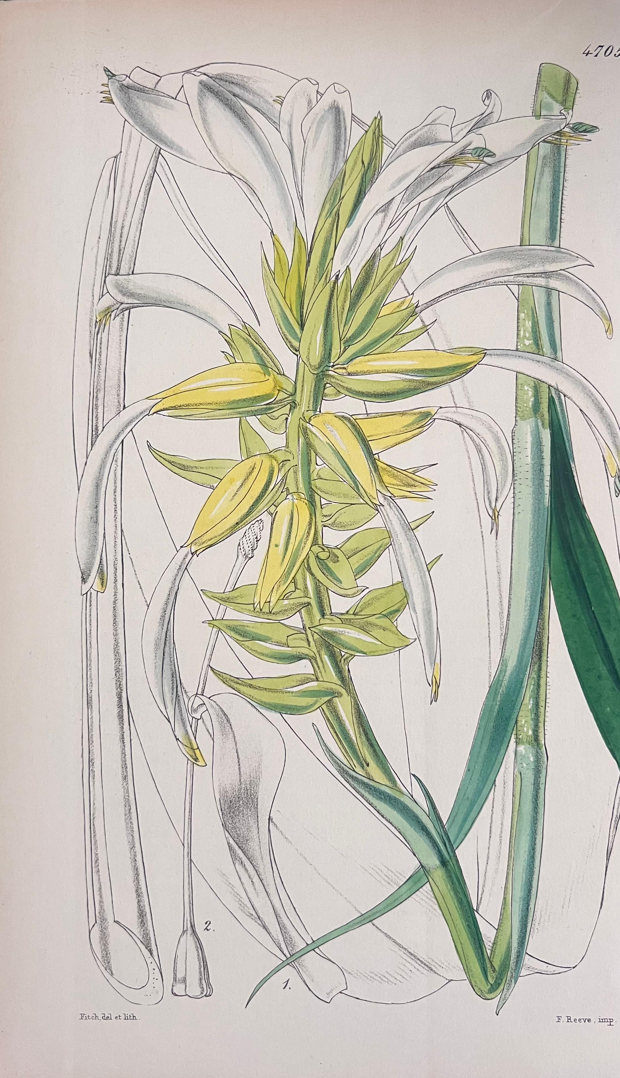 Set of Six Fine Antique British Hand Coloured Botanical Prints, circa 1900's For Sale 2