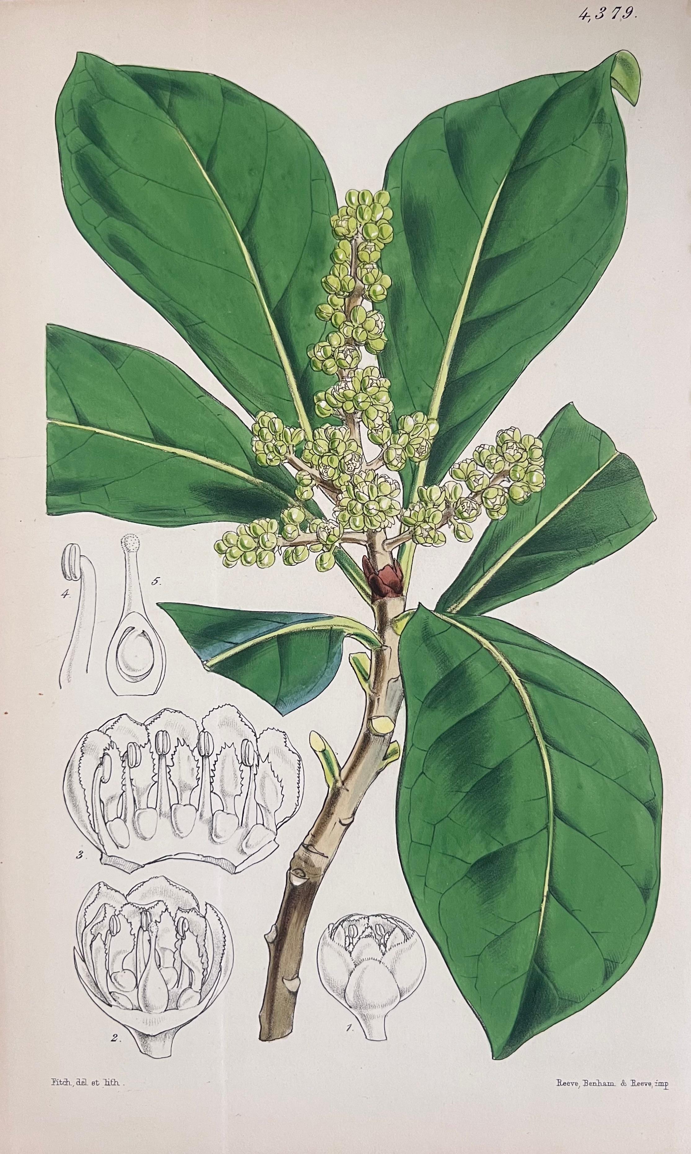 Set of Six Fine Antique British Hand Coloured Botanical Prints, circa 1900's For Sale 2
