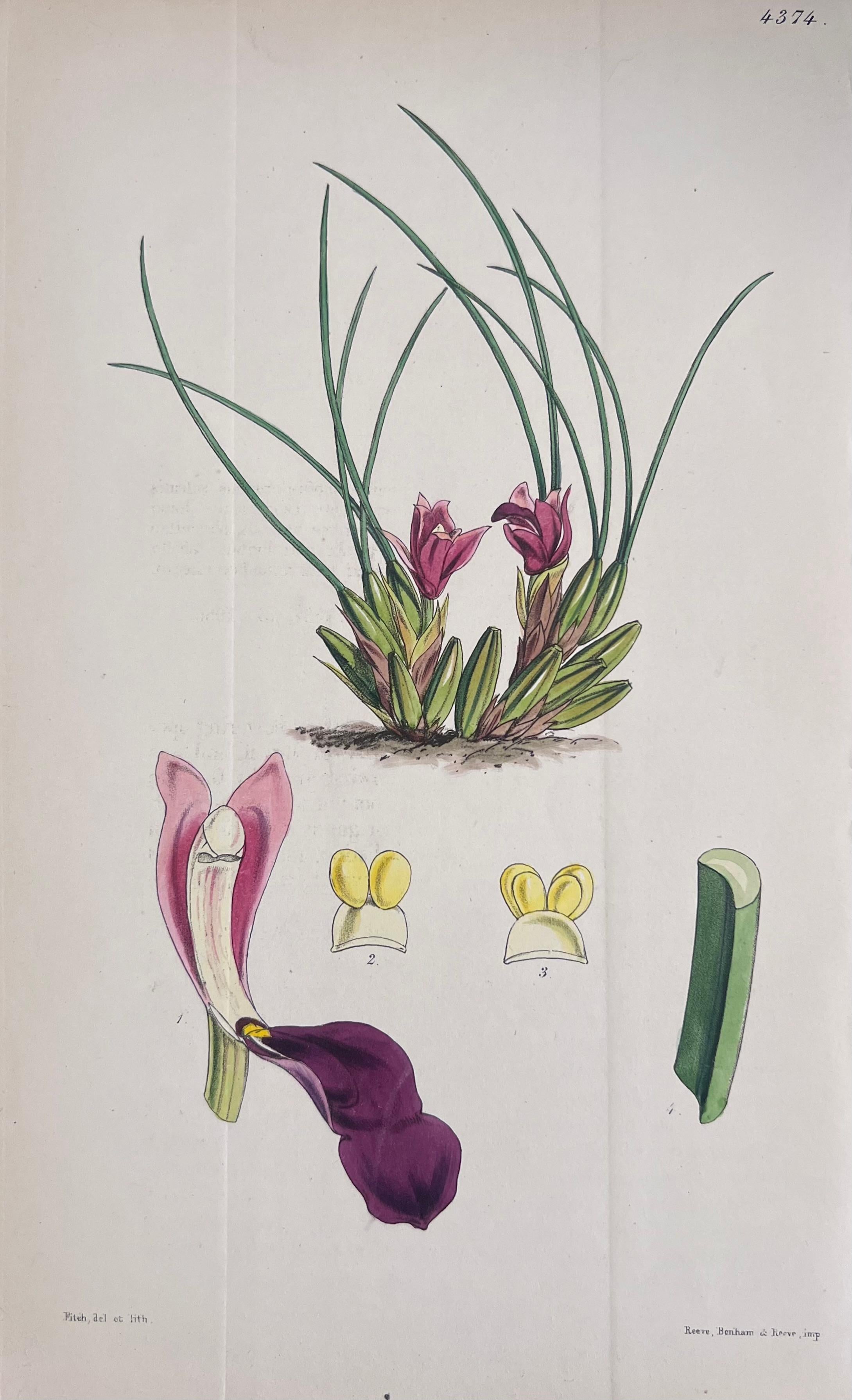 Set of Six Fine Antique British Hand Coloured Botanical Prints, circa 1900's For Sale 2