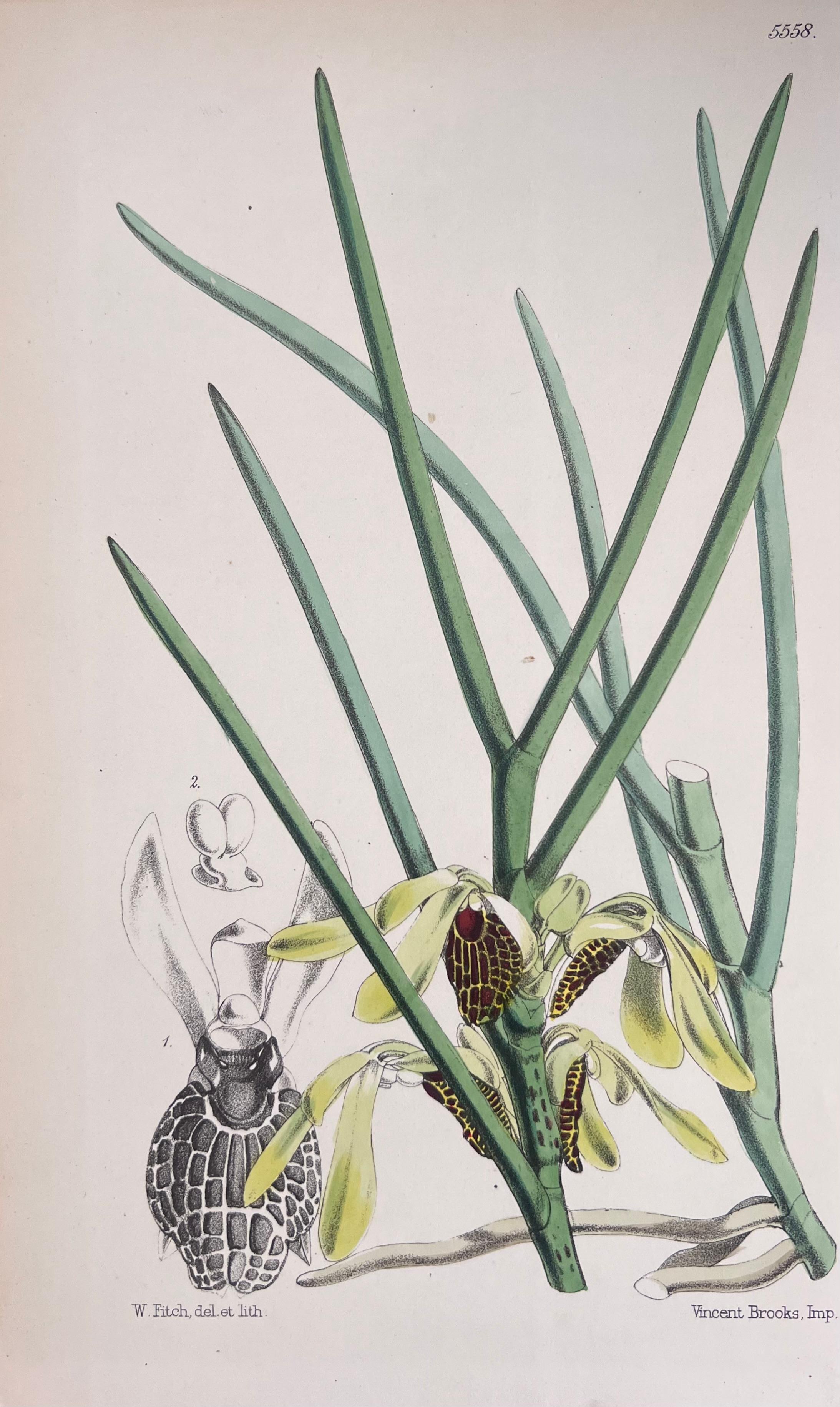 Set of Six Fine Antique British Hand Coloured Botanical Prints, circa 1900's For Sale 2