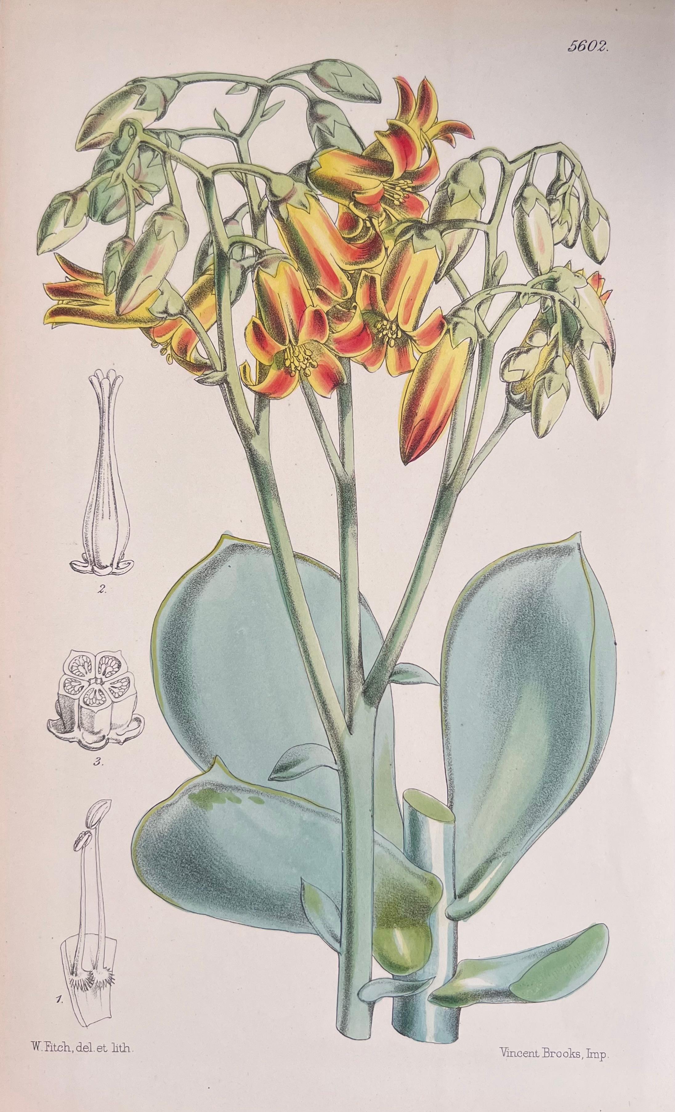Set of Six Fine Antique British Hand Coloured Botanical Prints, circa 1900's For Sale 2