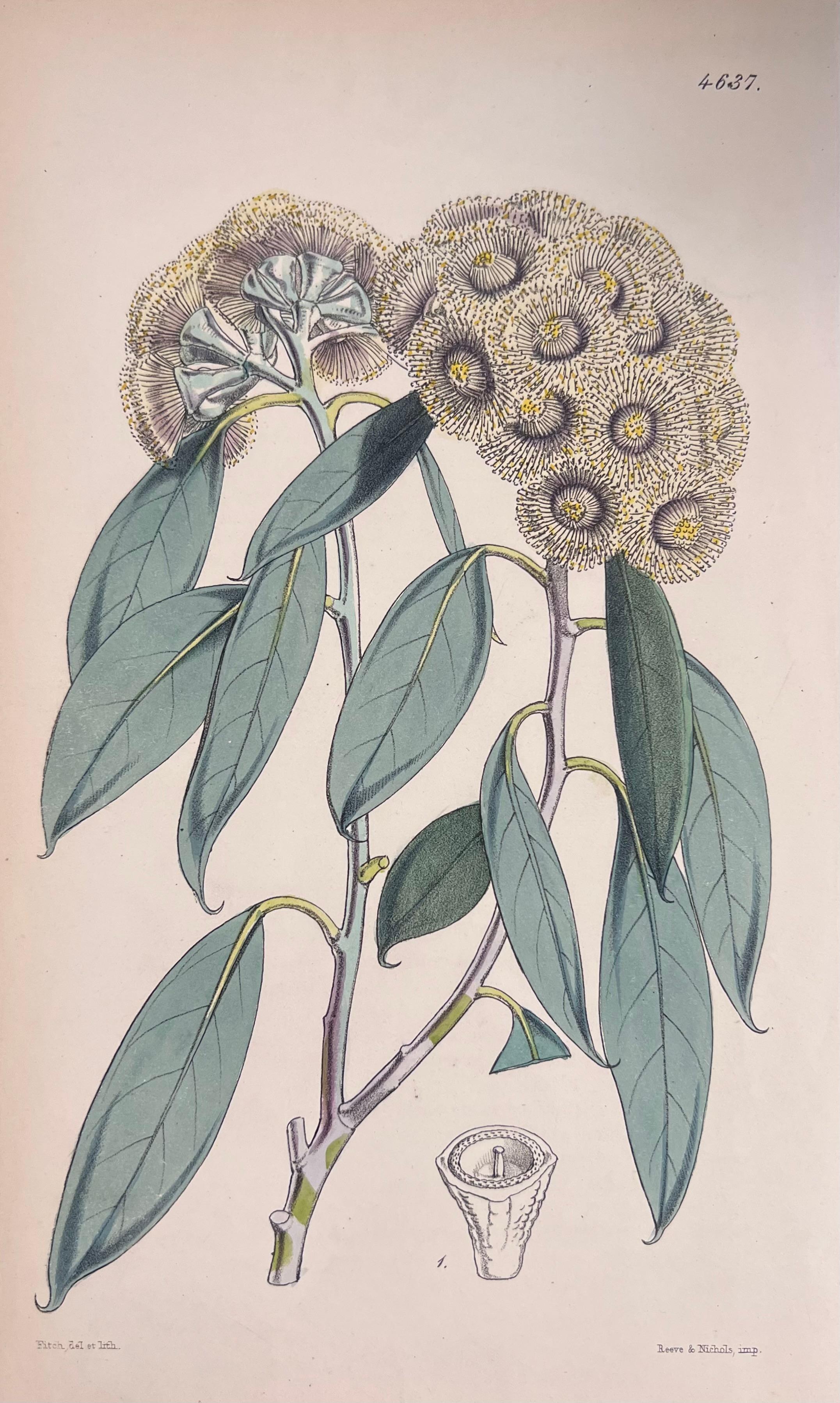 Set of Six Fine Antique British Hand Coloured Botanical Prints, circa 1900's For Sale 2