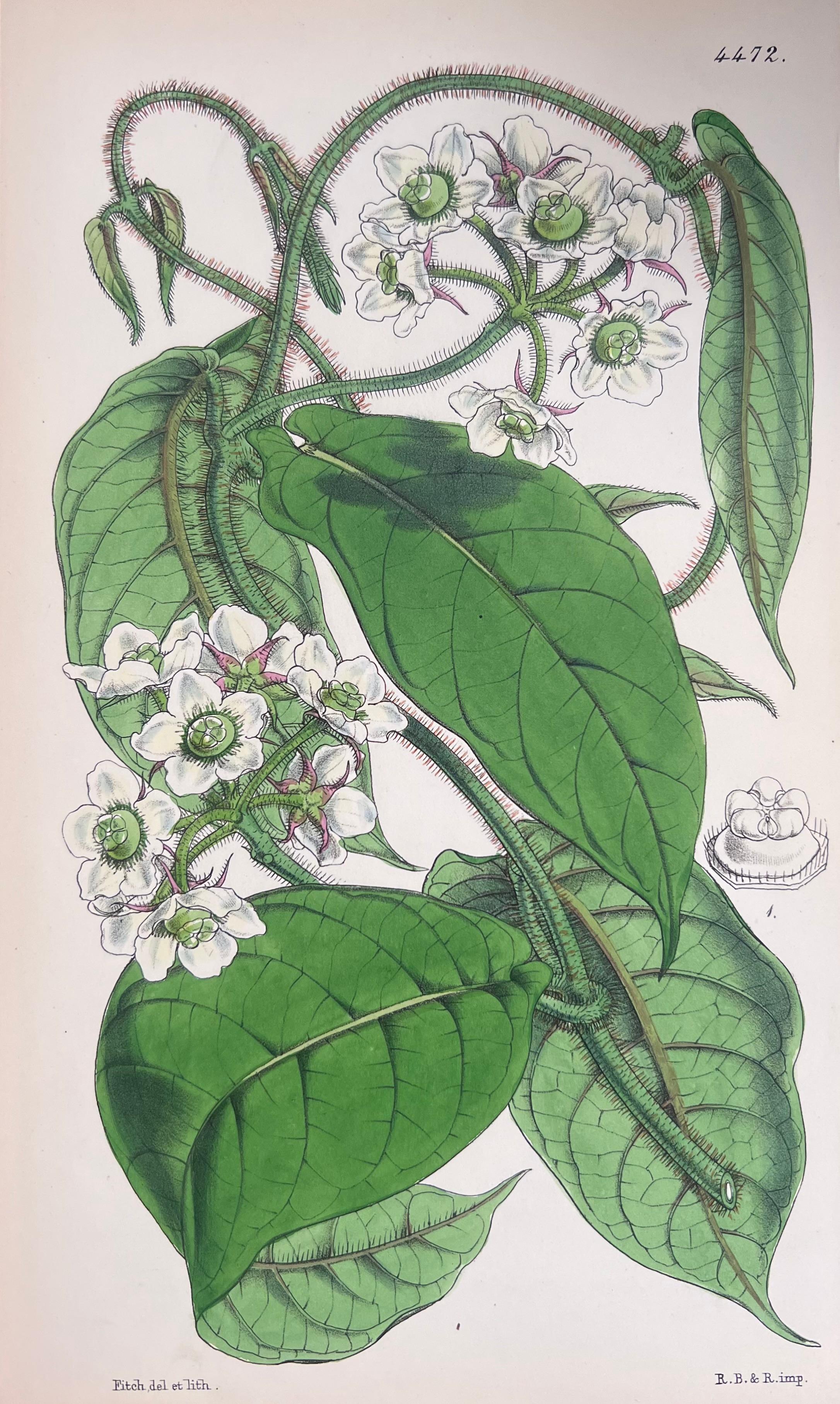 Satz von sechs feinen antiken britischen handkolorierten botanischen Drucken, um 1900 im Angebot 2