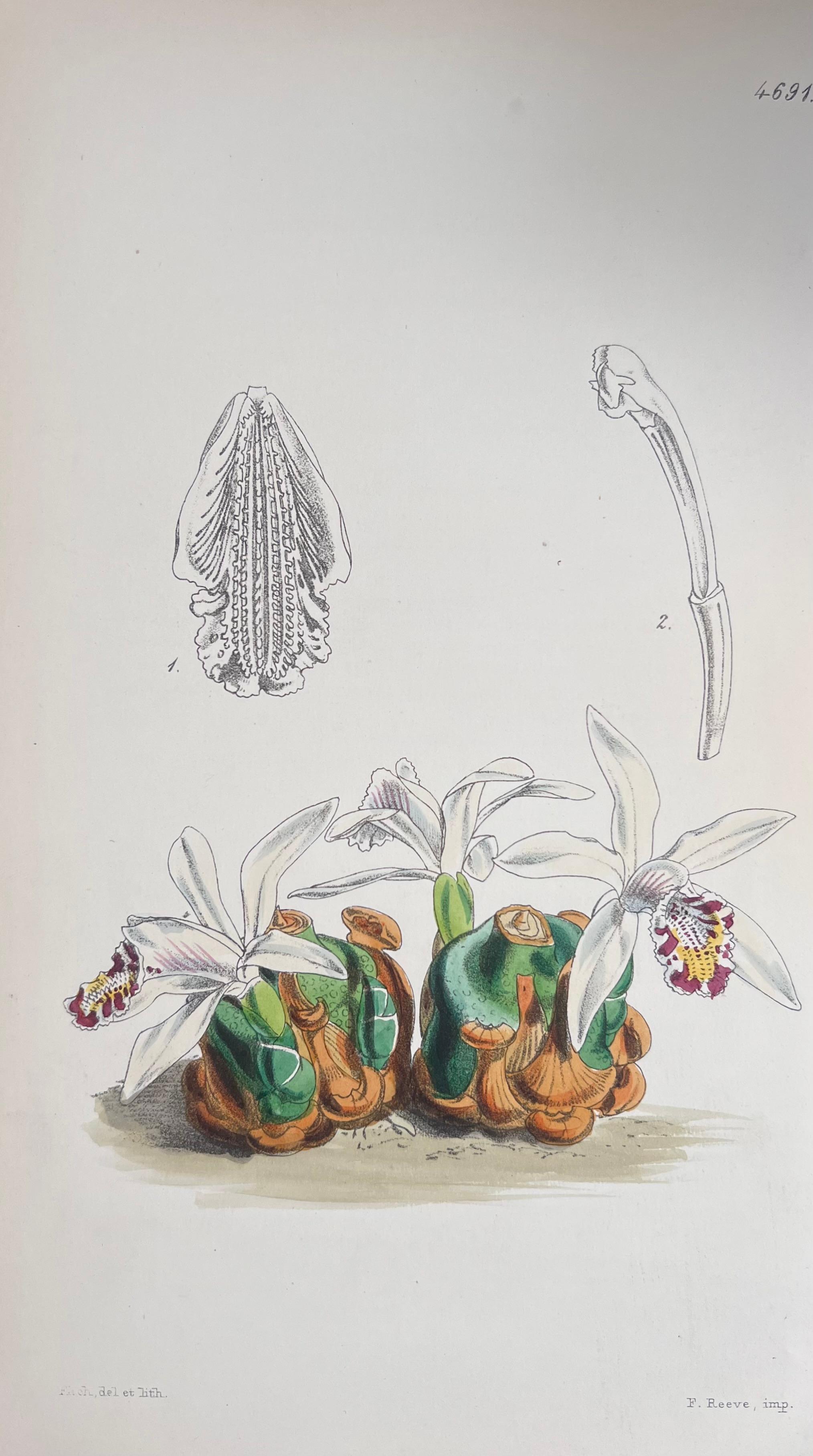 Satz von sechs handkolorierten botanischen Drucken/Lithographien und Stichen
Herausgegeben von G. Ridgway, S. Curtis, W. Baxter und W. Fitch
Anfang/Mitte 19. Jahrhundert
Größe: Bild: 8,5 x 5,5 Zoll
Provenienz: Privatsammlung, London.
Zustand: Die