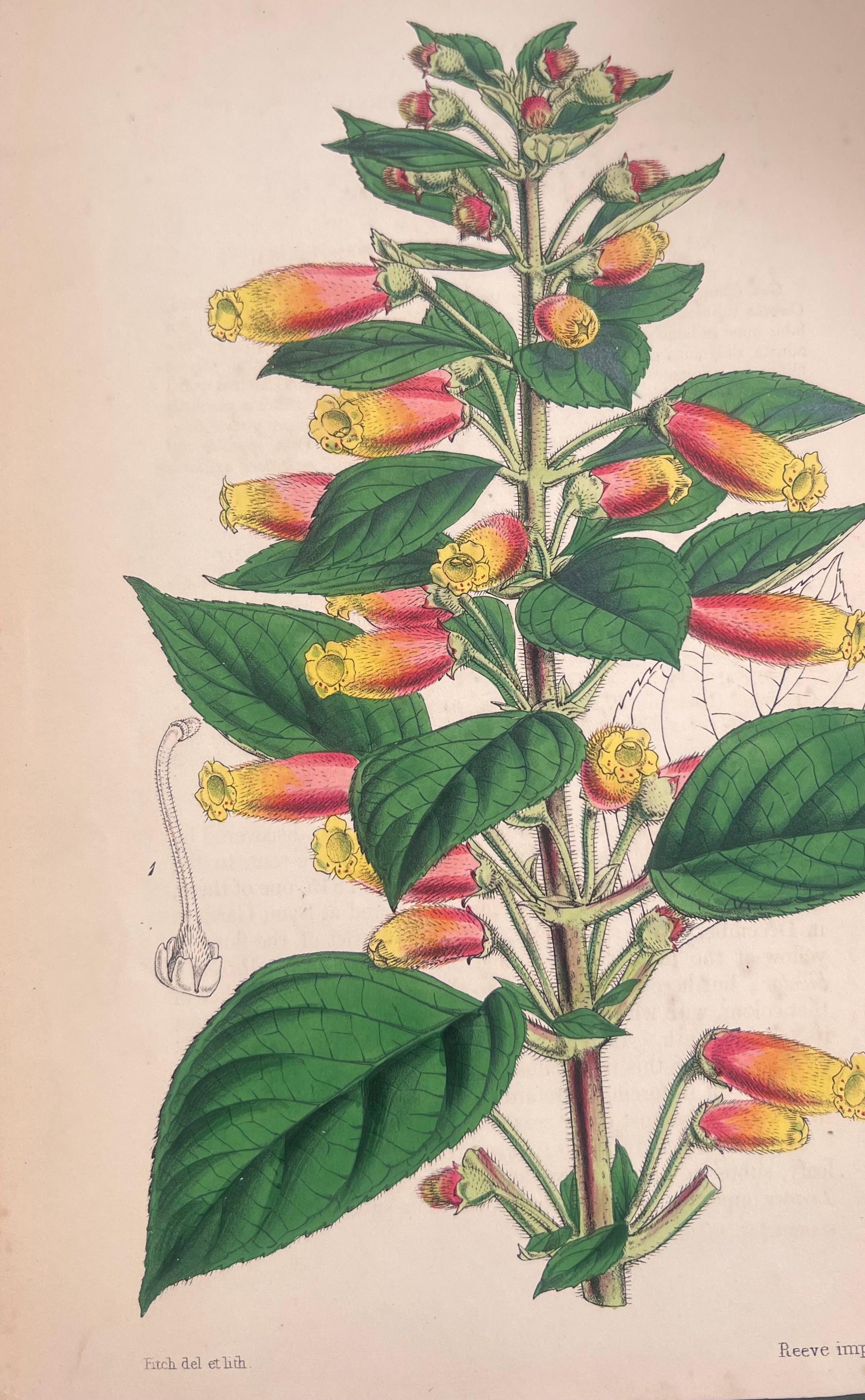 Satz von sechs handkolorierten botanischen Drucken/Lithographien und Stichen
Herausgegeben von G. Ridgway, S. Curtis, W. Baxter und W. Fitch
Anfang/Mitte 19. Jahrhundert
Größe: Bild: 8,5 x 5,5 Zoll
Provenienz: Privatsammlung, London.
Zustand: Die