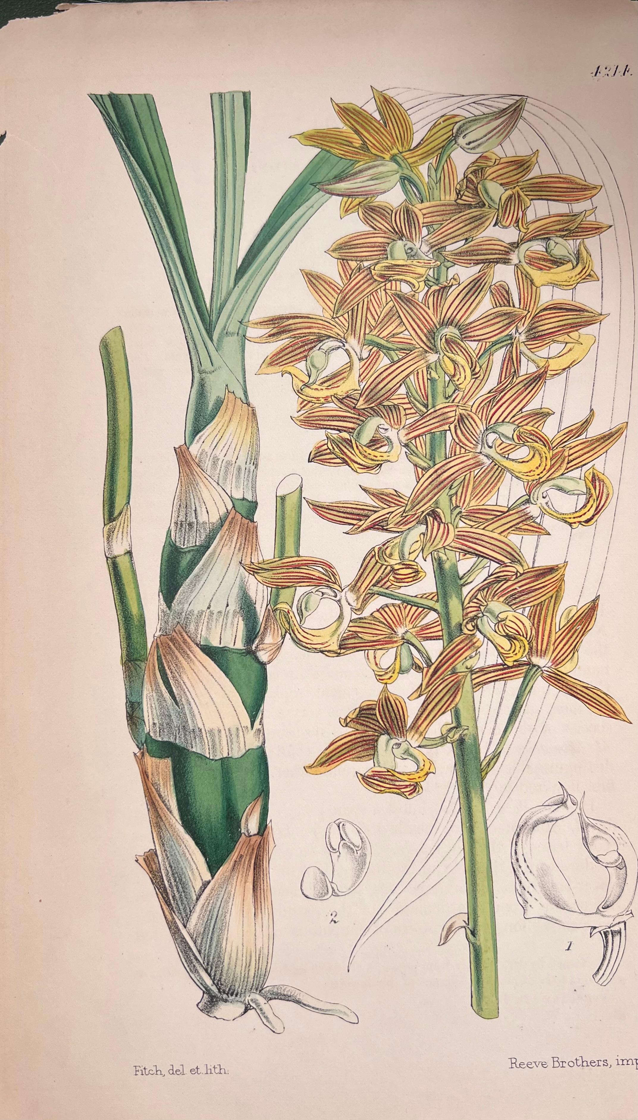 Satz von sechs handkolorierten botanischen Drucken/Lithographien und Stichen
Herausgegeben von G. Ridgway, S. Curtis, W. Baxter und W. Fitch
Anfang/Mitte 19. Jahrhundert
Größe: Bild: 8,5 x 5,5 Zoll
Provenienz: Privatsammlung, London.
Zustand: Die