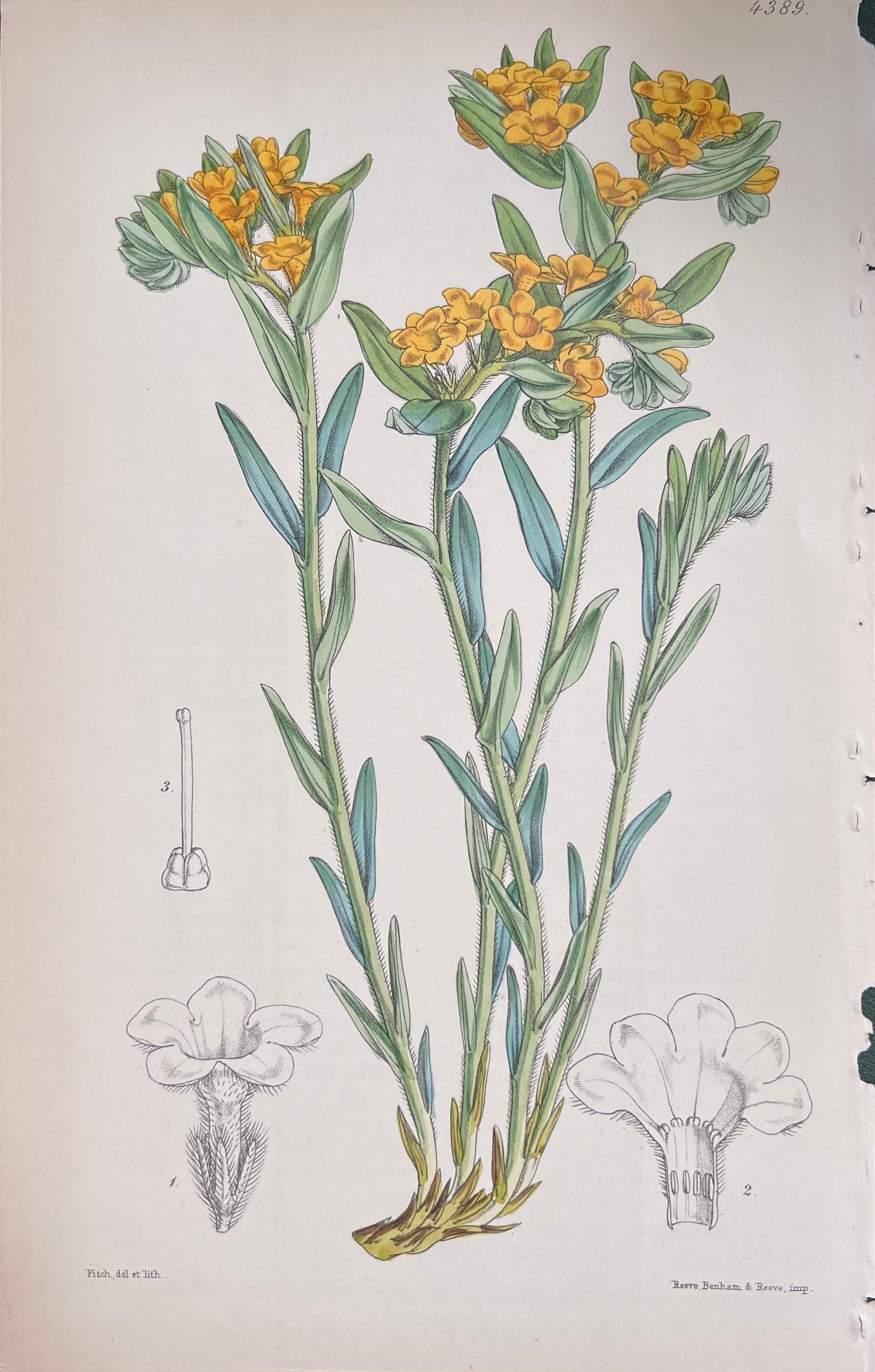 Set of Six Fine Antique British Hand Coloured Botanical Prints, circa 1900's For Sale 2