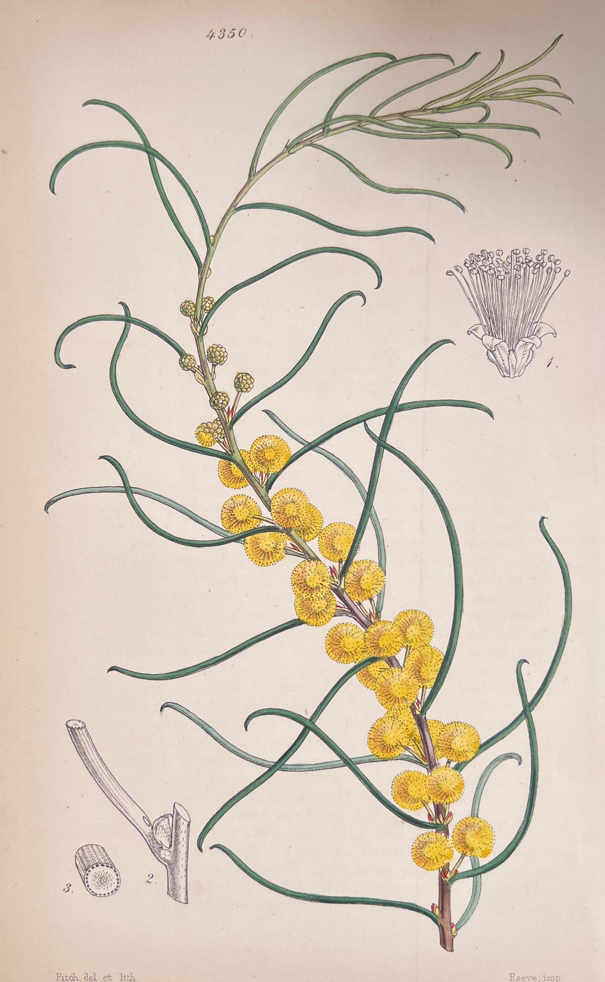 Set of Six Fine Antique British Hand Coloured Botanical Prints, circa 1900's For Sale 2
