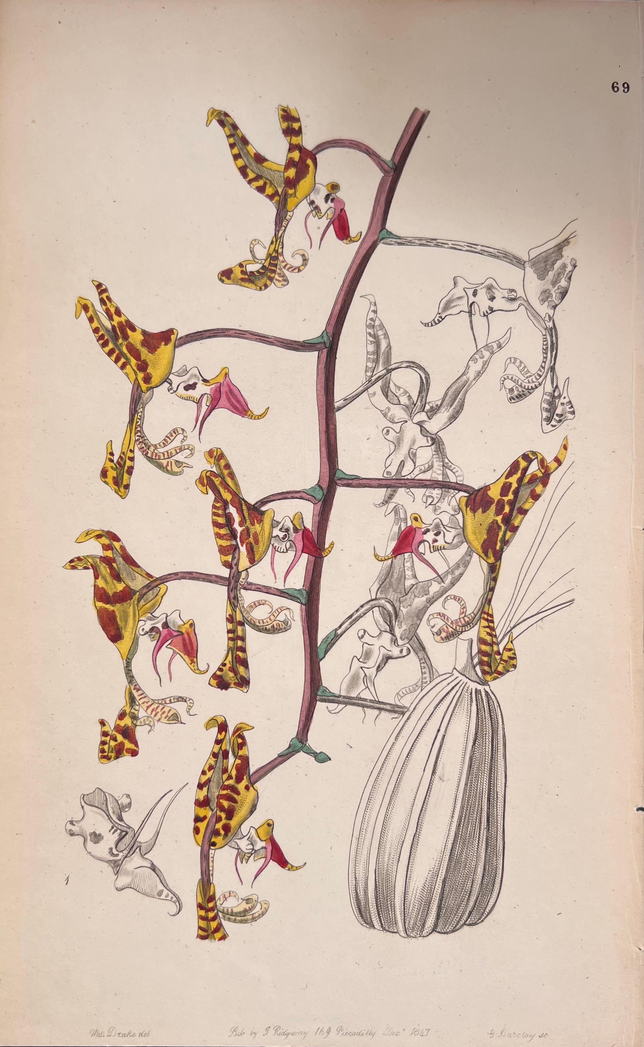 Satz von sechs feinen antiken britischen handkolorierten botanischen Drucken, um 1900 im Angebot 2
