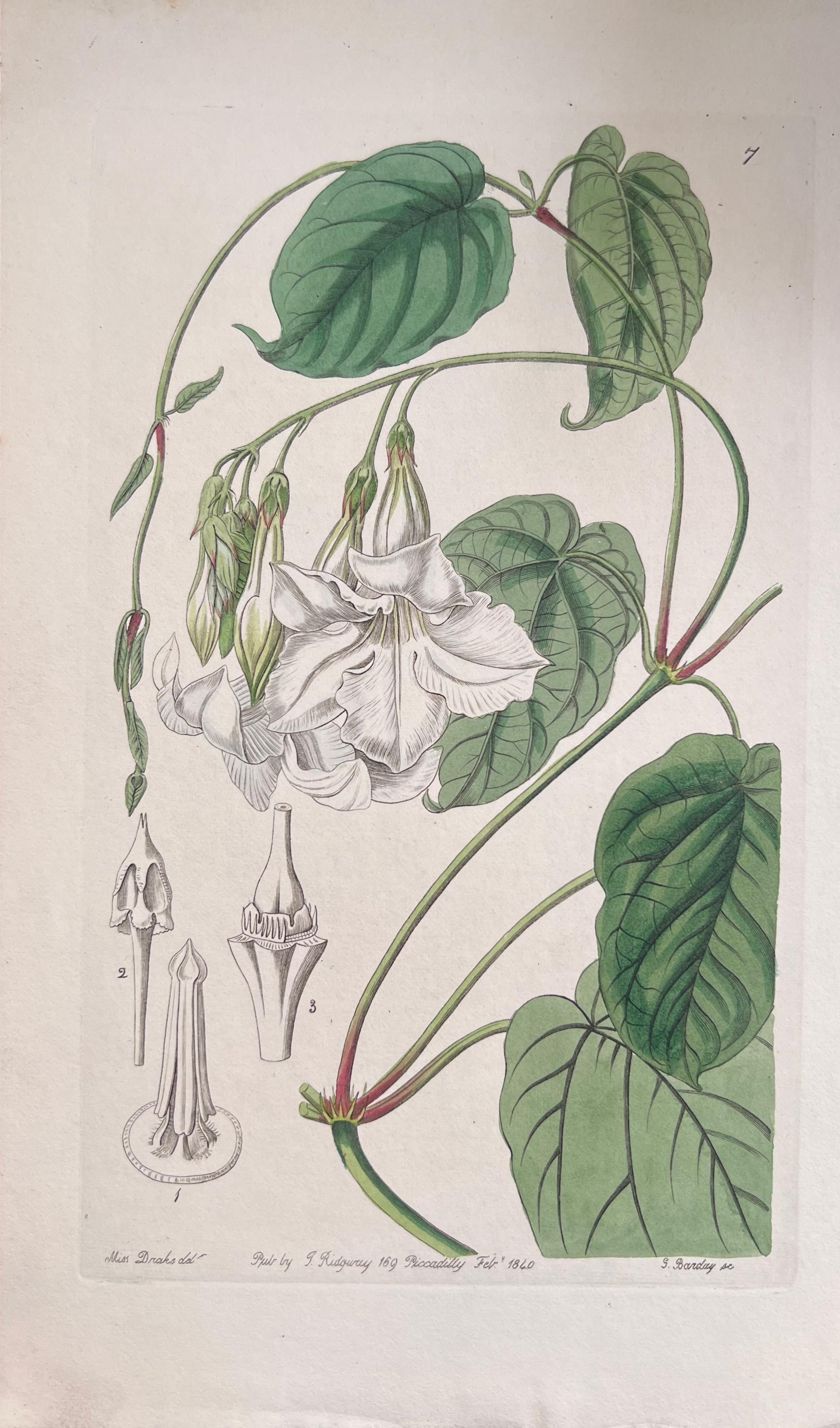 Satz von sechs feinen antiken britischen handkolorierten botanischen Drucken, um 1900 im Angebot 2