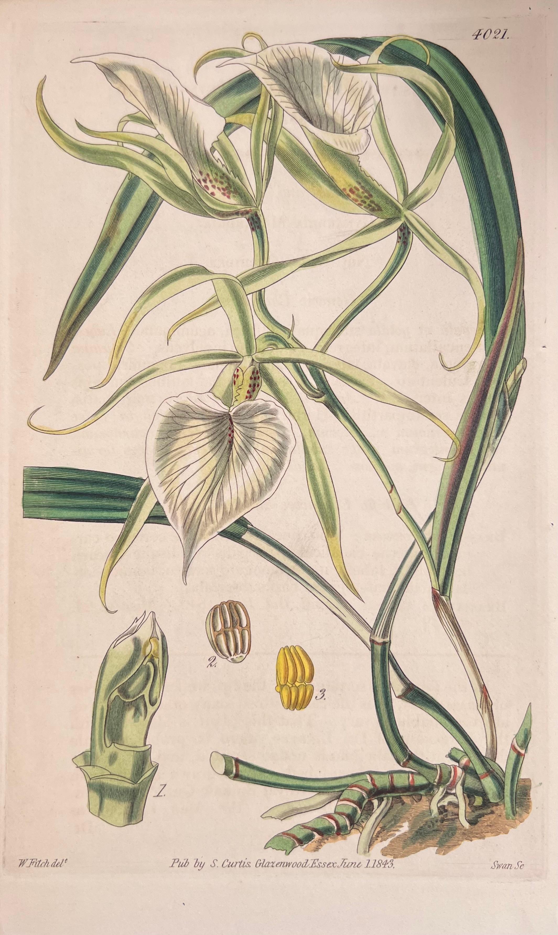 Satz von sechs handkolorierten botanischen Drucken/Lithographien und Stichen
Herausgegeben von G. Ridgway, S. Curtis, W. Baxter und W. Fitch
Anfang/Mitte 19. Jahrhundert
Größe: Bild: 8,5 x 5,5 Zoll
Provenienz: Privatsammlung, London.
Zustand: Die