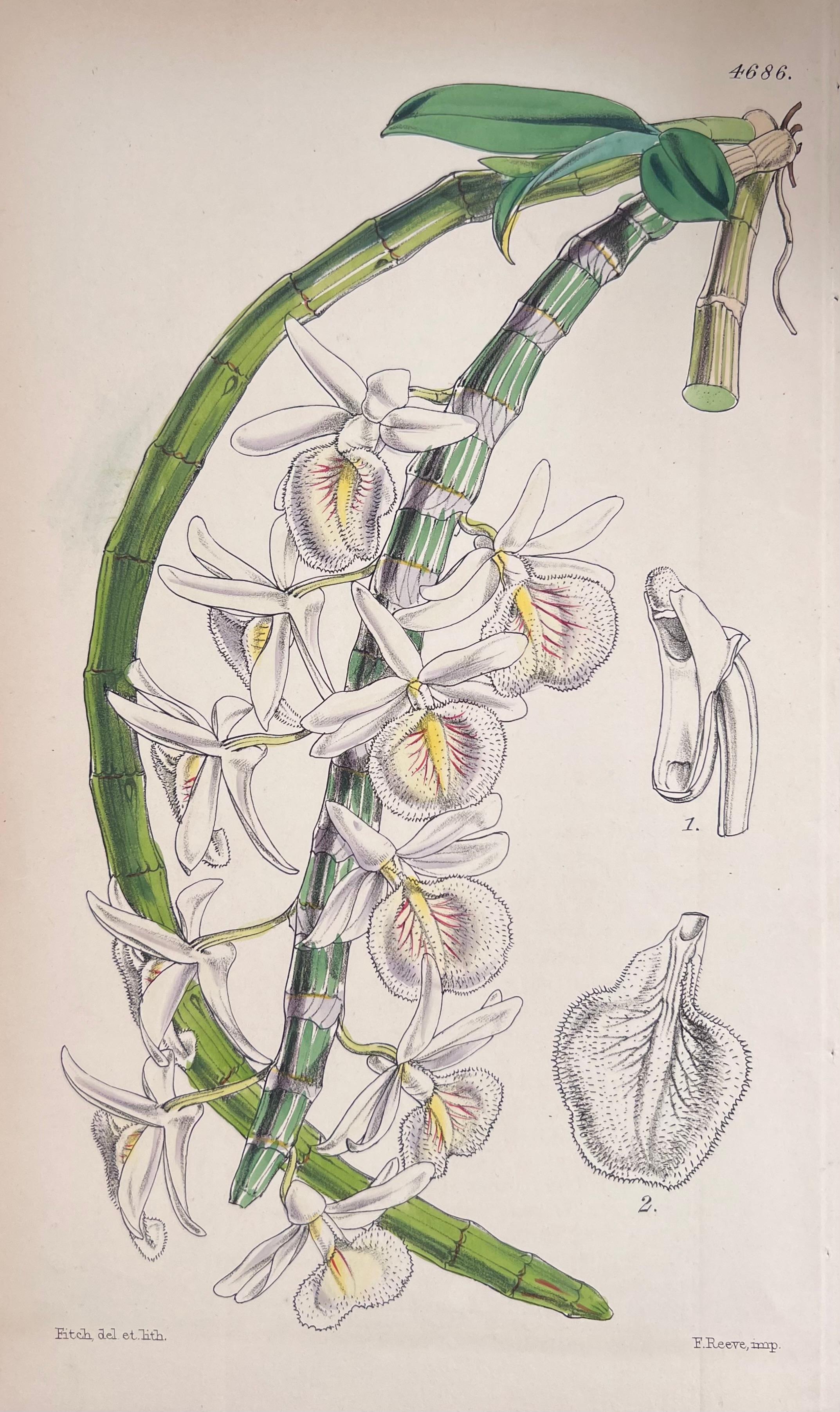 Set of Six Fine Antique British Hand Coloured Botanical Prints, circa 1900's For Sale 2