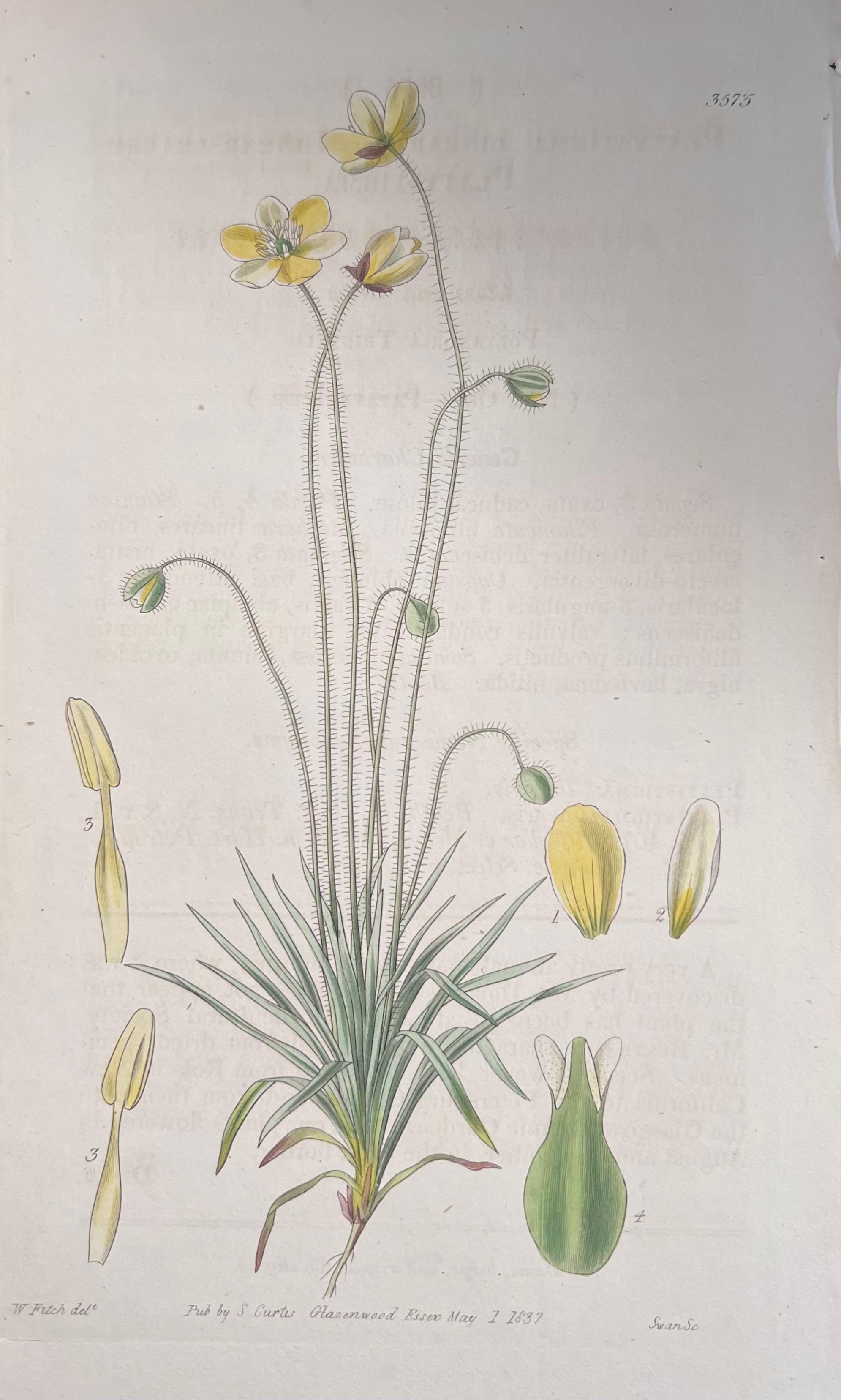 Set of Six Fine Antique British Hand Coloured Botanical Prints, circa 1900's For Sale 2