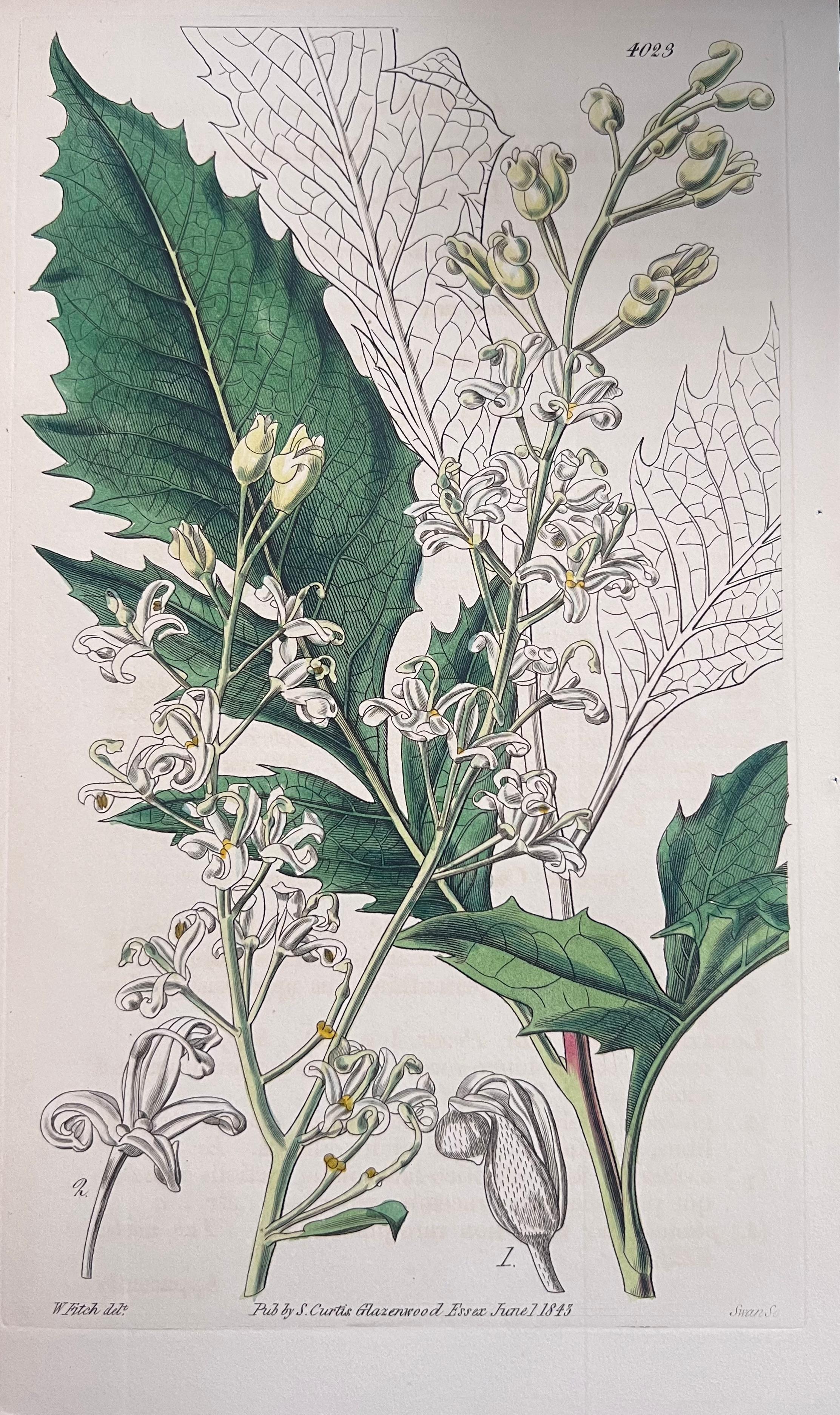 Set of Six Fine Antique British Hand Coloured Botanical Prints, circa 1900's For Sale 2