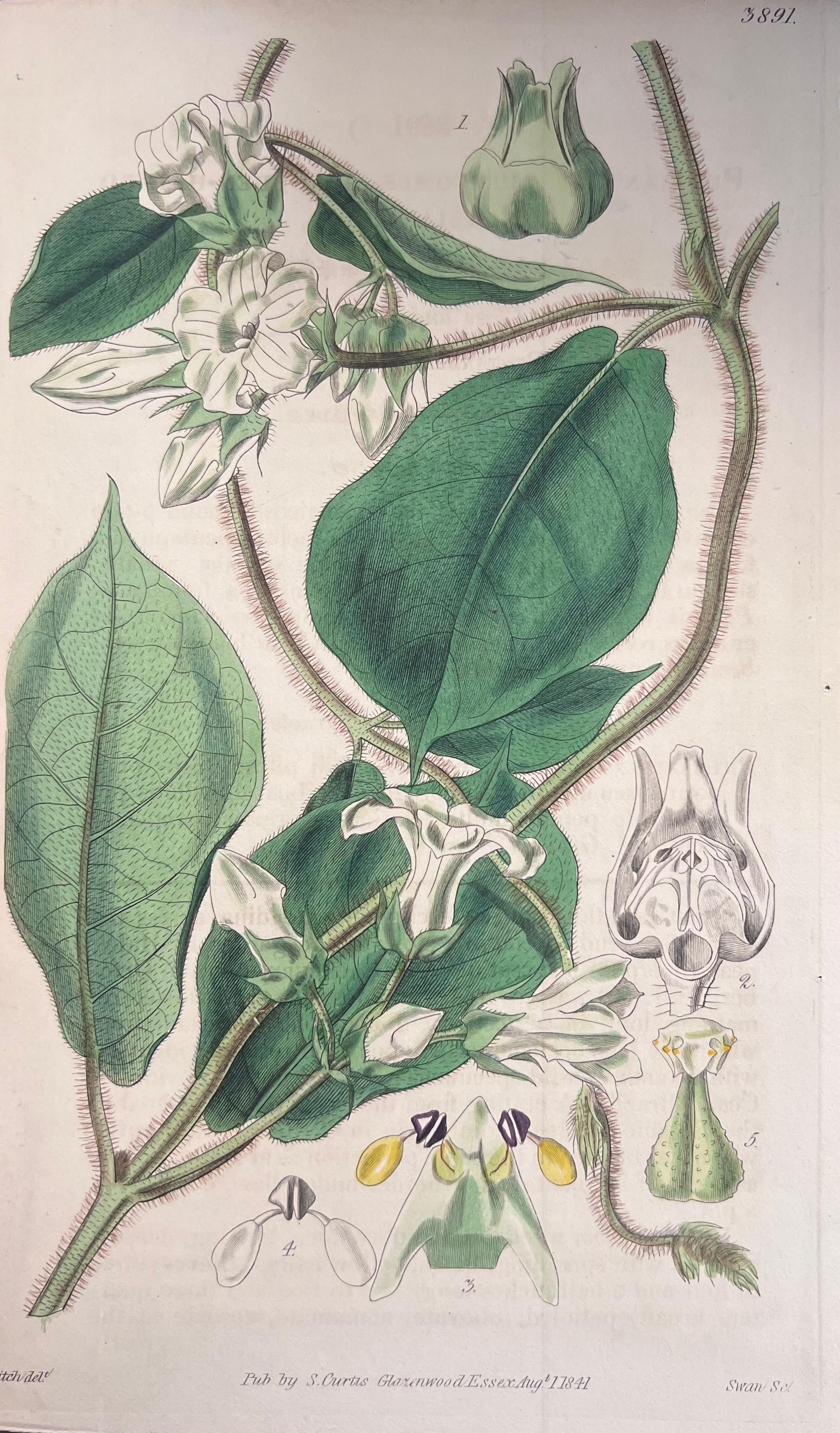 Set of Six Fine Antique British Hand Coloured Botanical Prints, circa 1900's For Sale 2