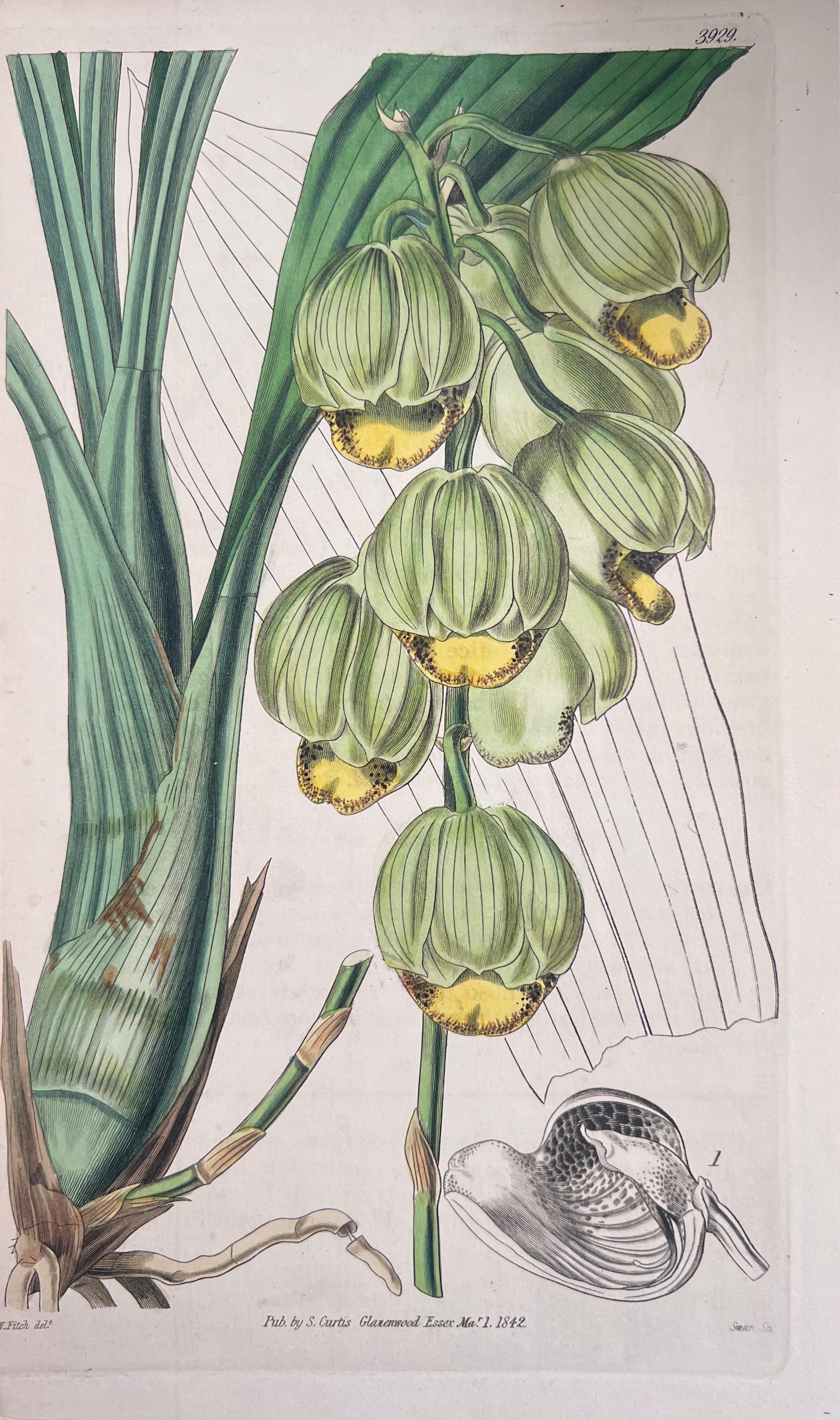 Set of Six Fine Antique British Hand Coloured Botanical Prints, circa 1900's For Sale 2