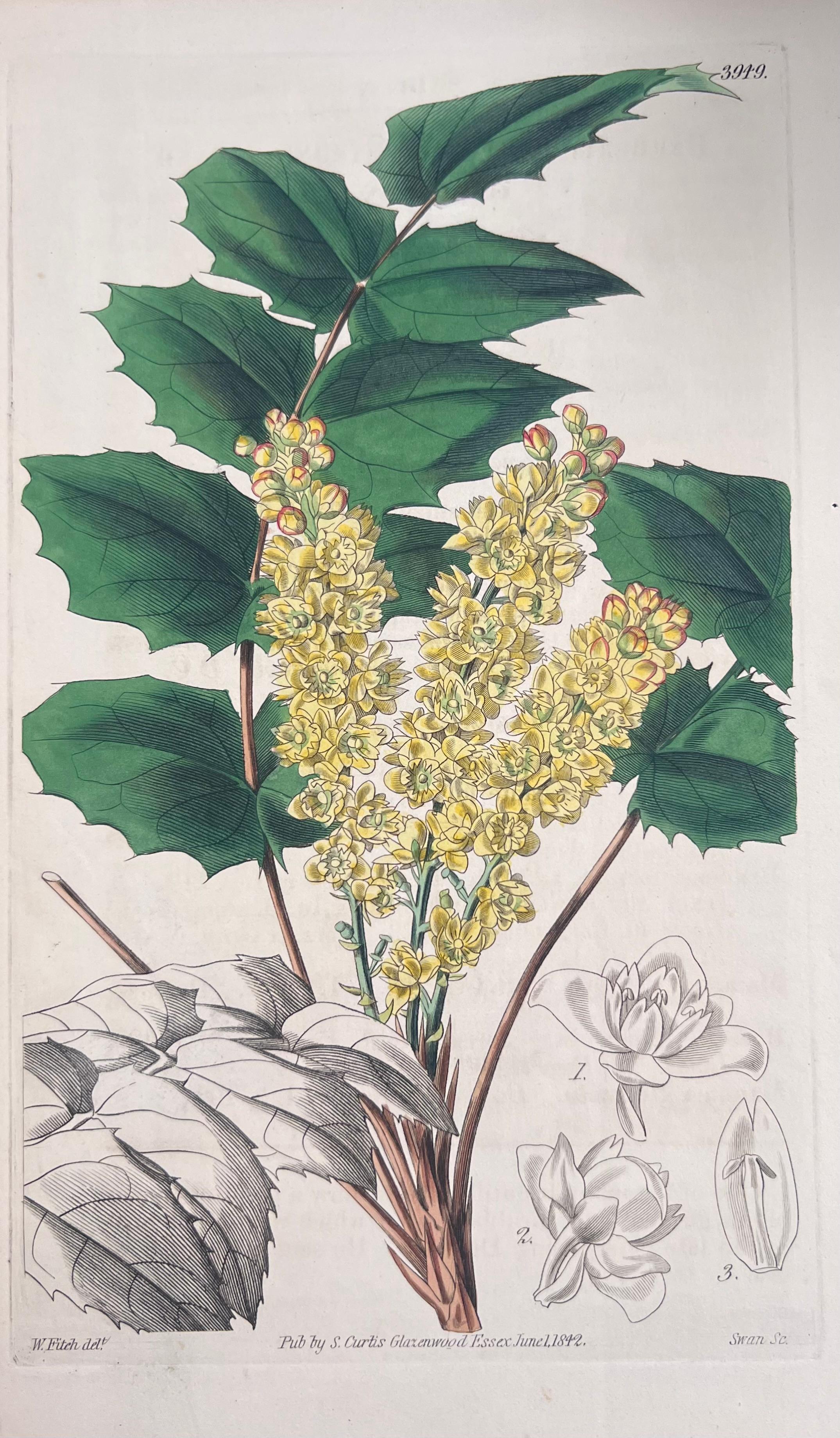Set of Six Fine Antique British Hand Coloured Botanical Prints, circa 1900's For Sale 2