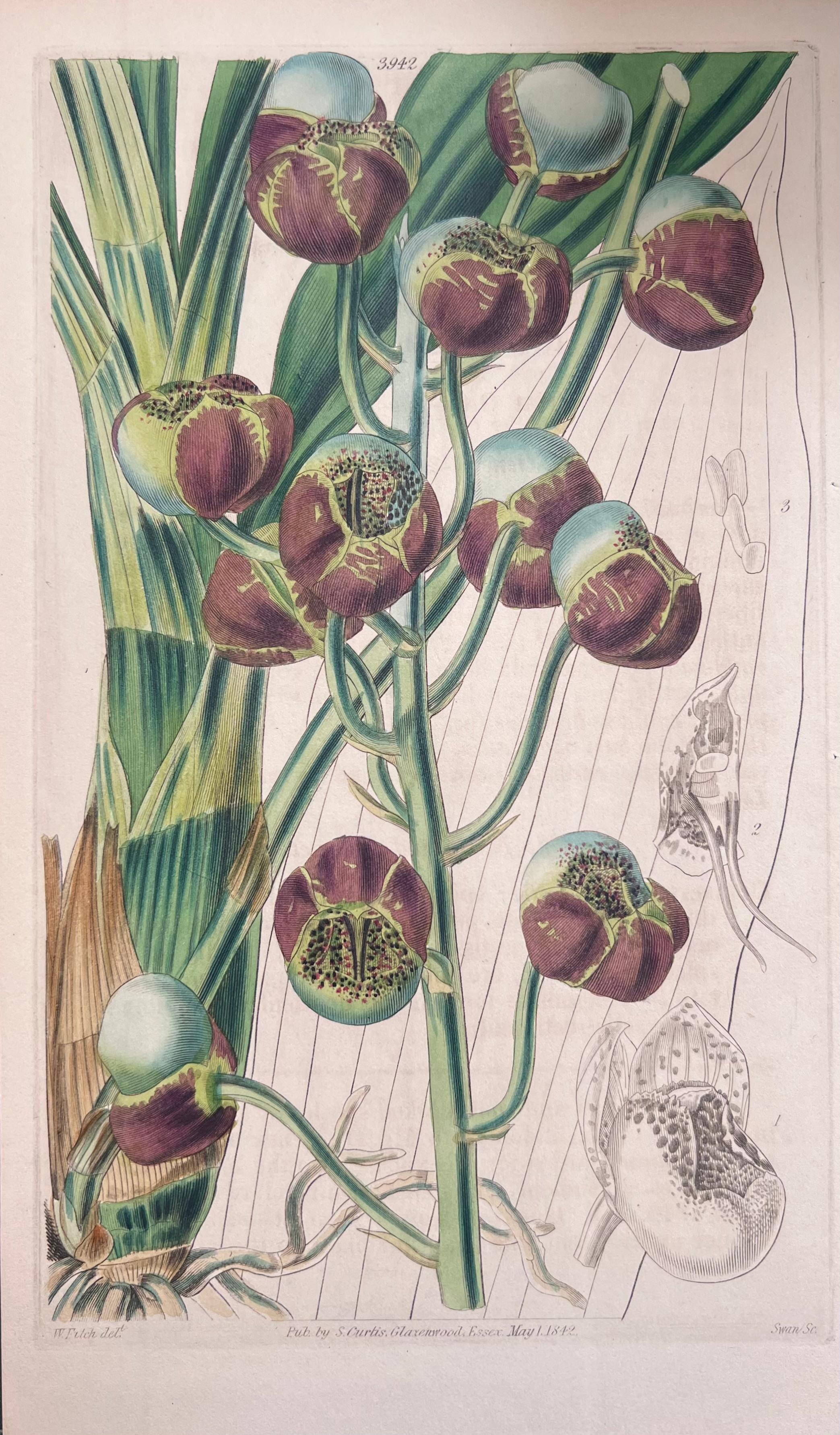 Set of Six Fine Antique British Hand Coloured Botanical Prints, circa 1900's For Sale 2