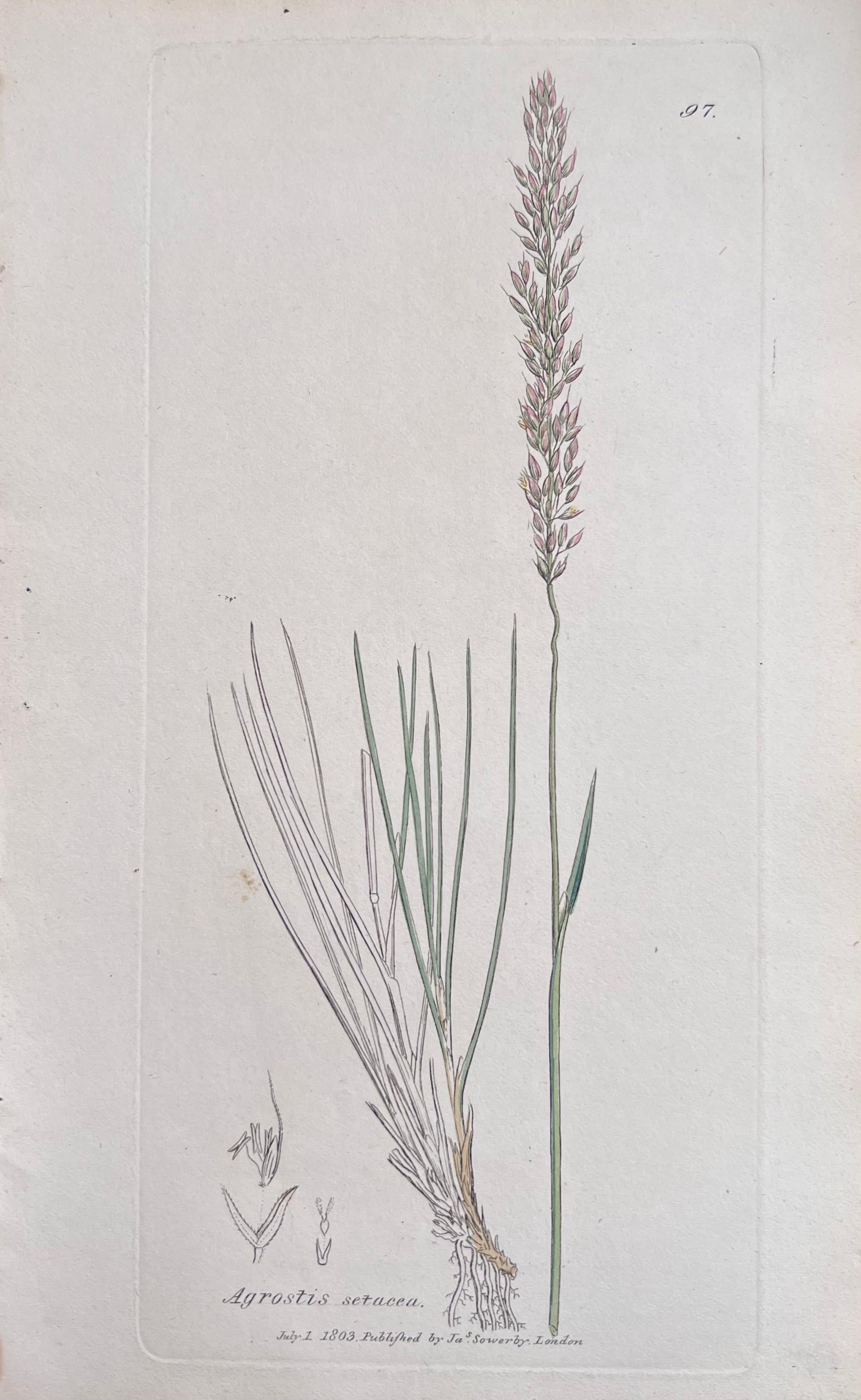 Set of Six Fine Antique British Hand Coloured Botanical Prints, circa 1900's For Sale 2
