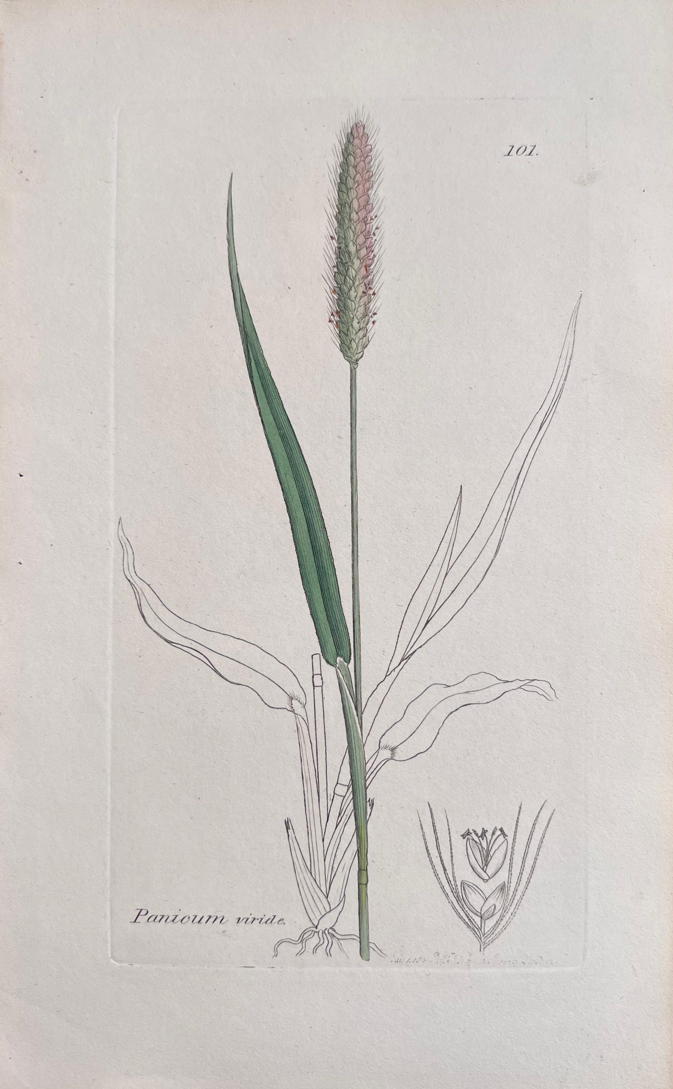 Set of Six Fine Antique British Hand Coloured Botanical Prints, circa 1900's For Sale 2