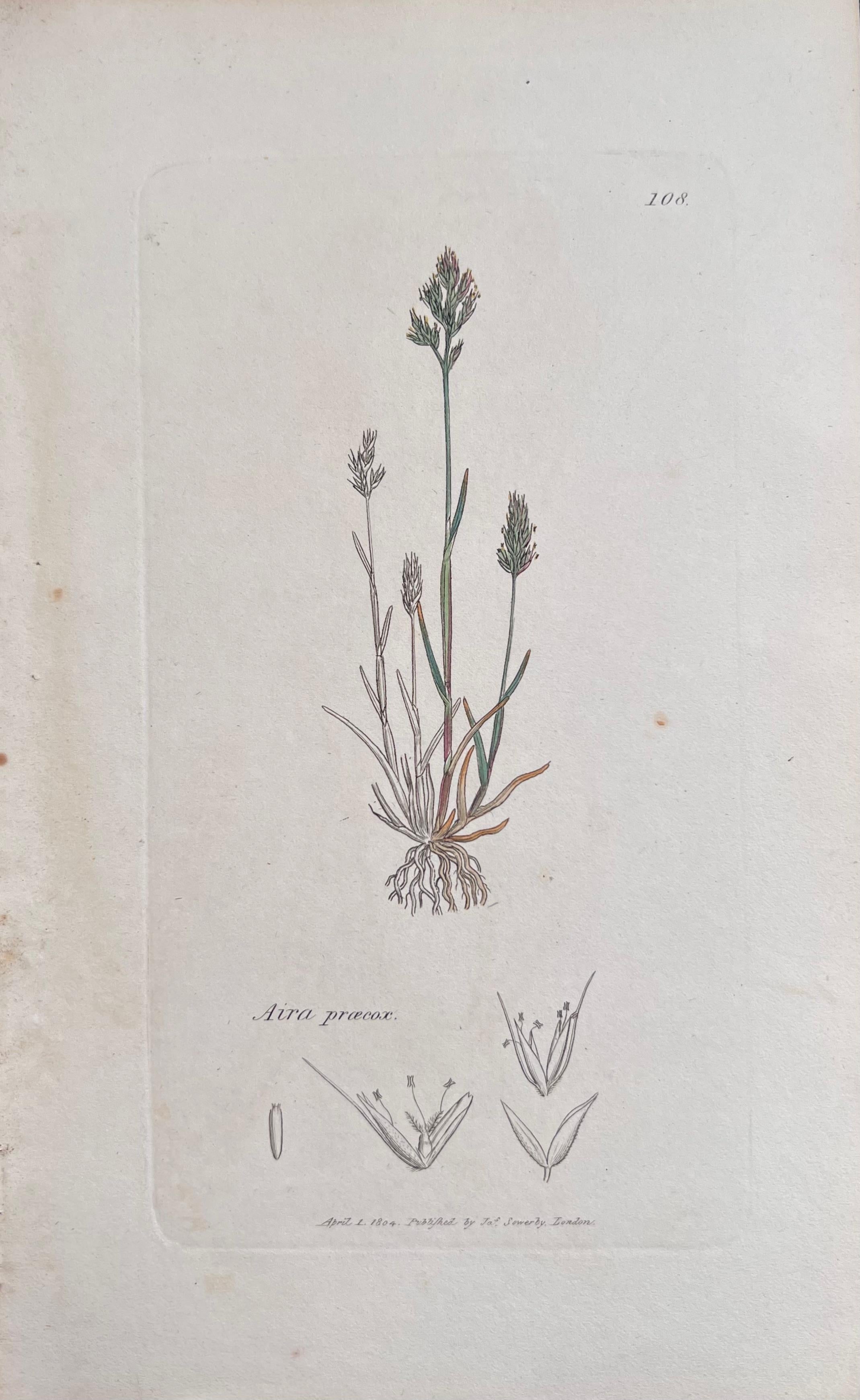 Set of Six Fine Antique British Hand Coloured Botanical Prints, circa 1900's For Sale 2