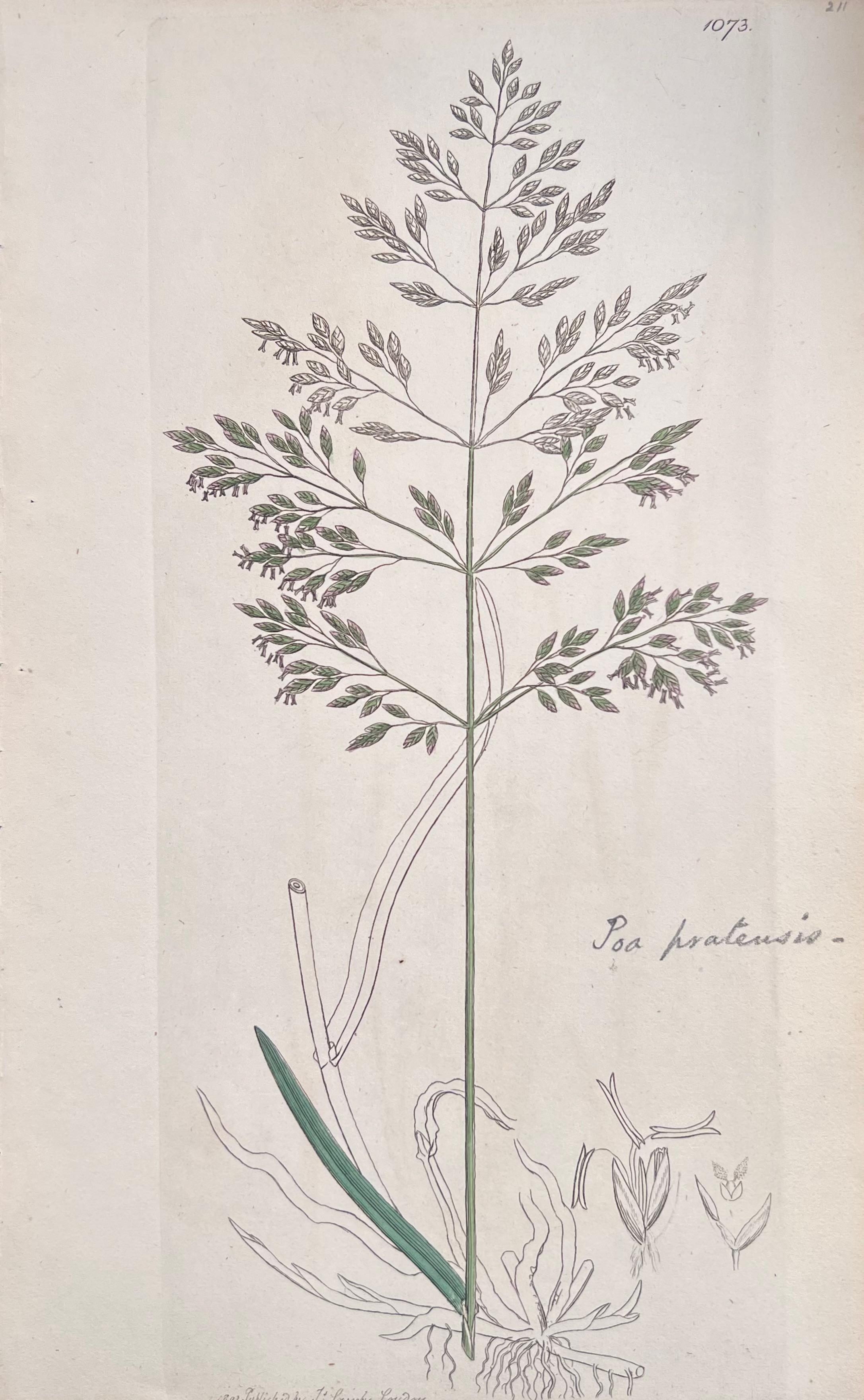 Conjunto de seis finos grabados botánicos británicos antiguos coloreados a mano, alrededor de 1900 en venta 1
