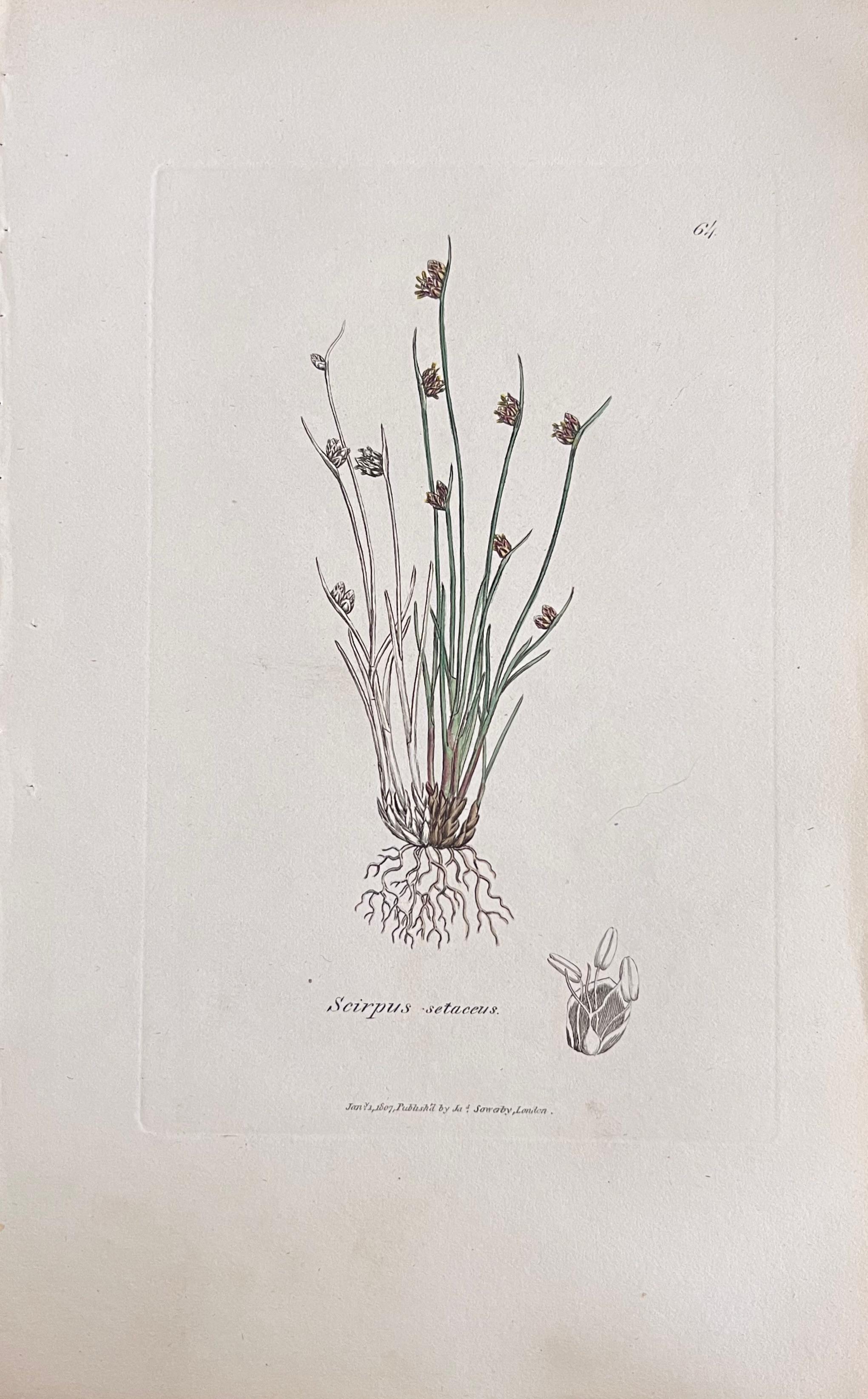 Conjunto de seis finos grabados botánicos británicos antiguos coloreados a mano, alrededor de 1900 en venta 1